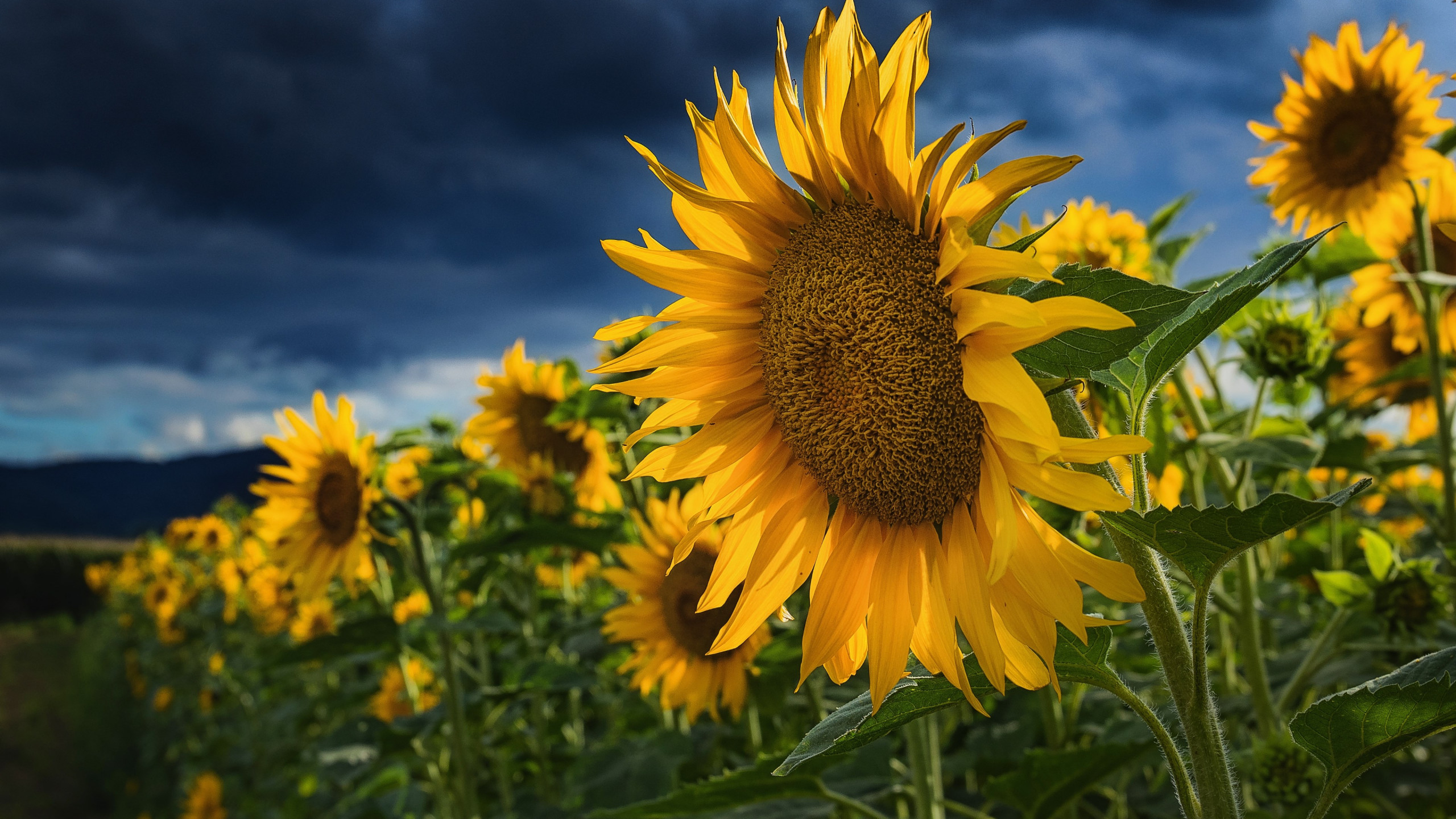 Download wallpaper: Blooming sunflowers 2560x1440