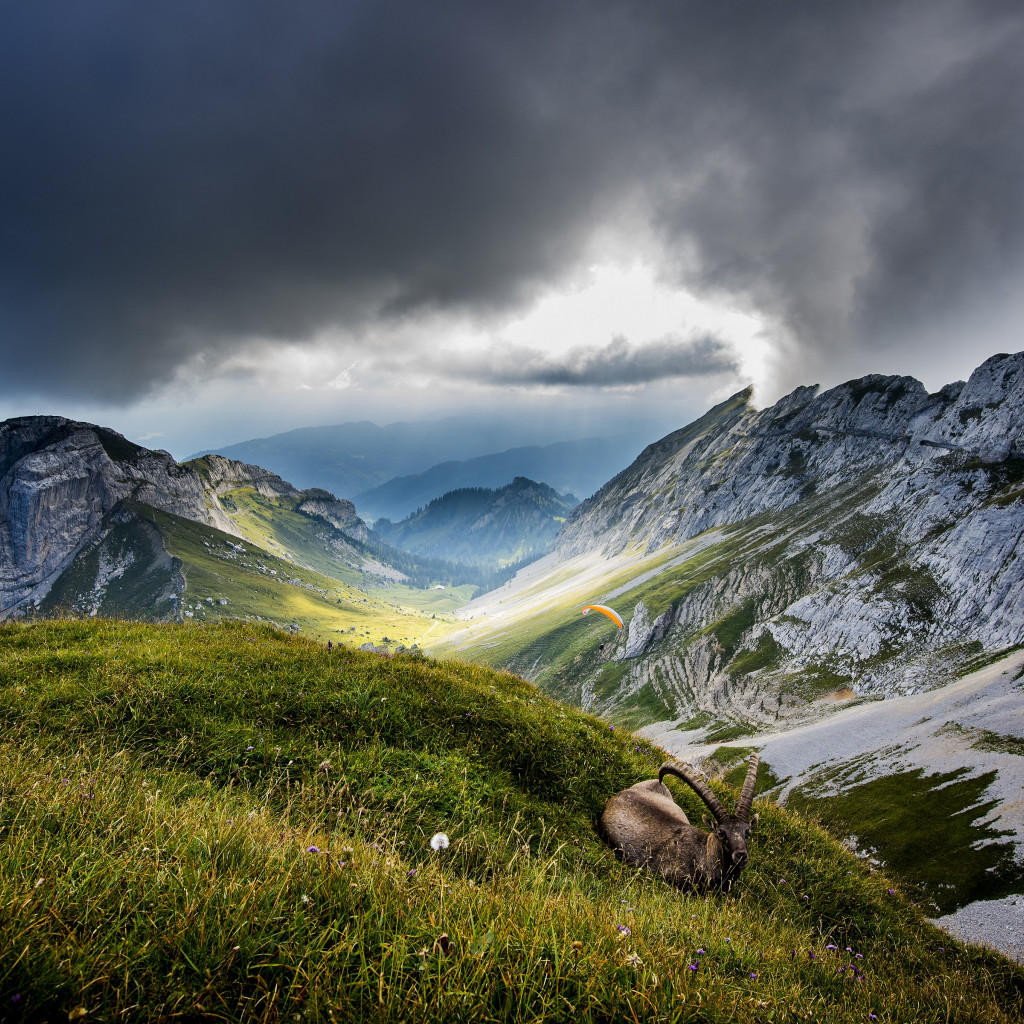 Ibex on Mount Pilatus wallpaper 1024x1024