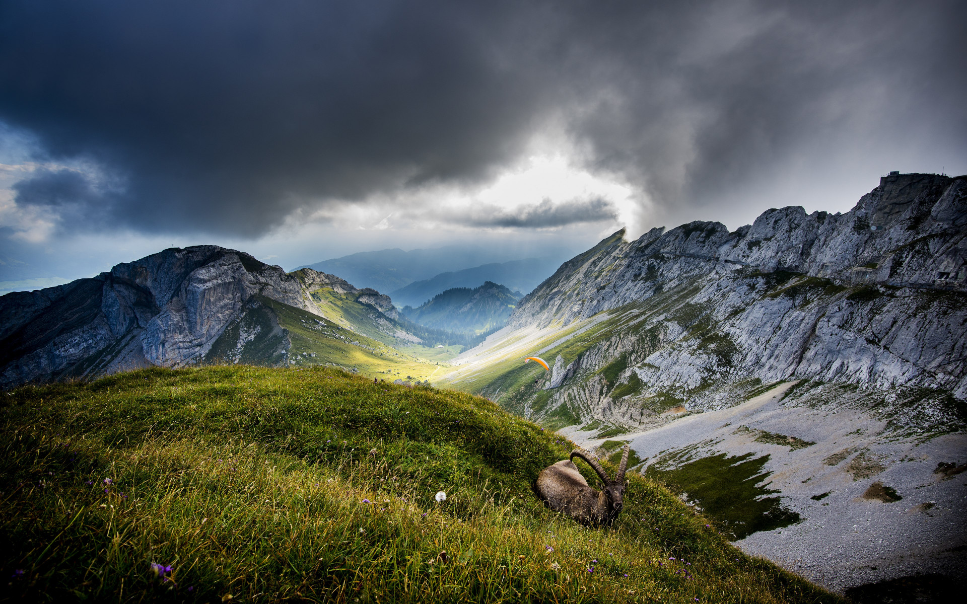 Ibex on Mount Pilatus wallpaper 1920x1200