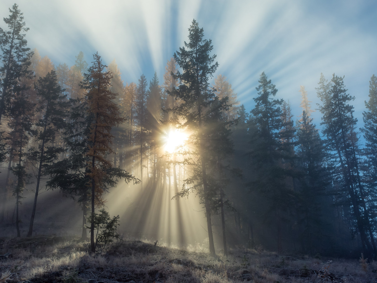 Sun rays through forest trees wallpaper 1280x960