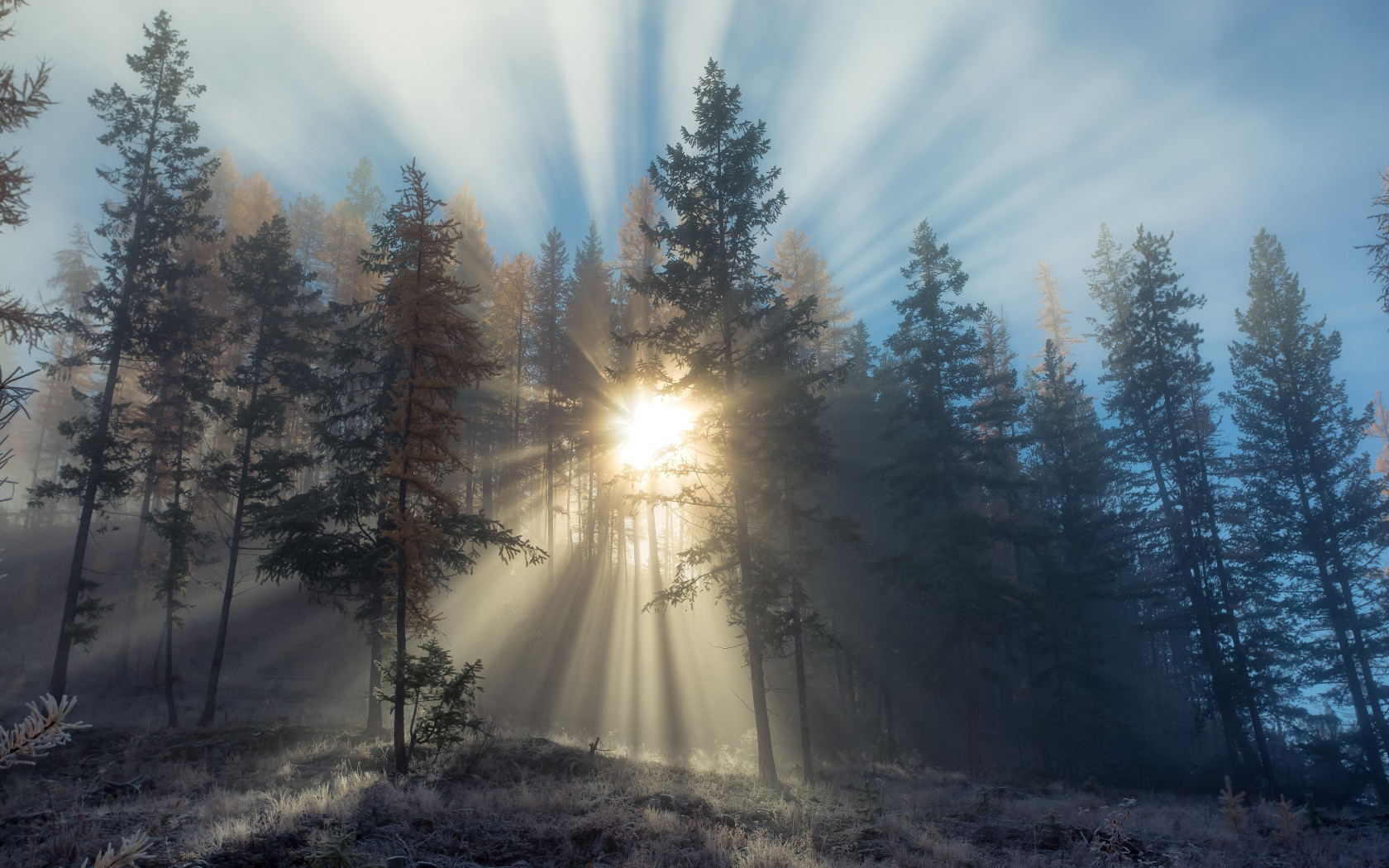 Sun rays through forest trees wallpaper 1680x1050