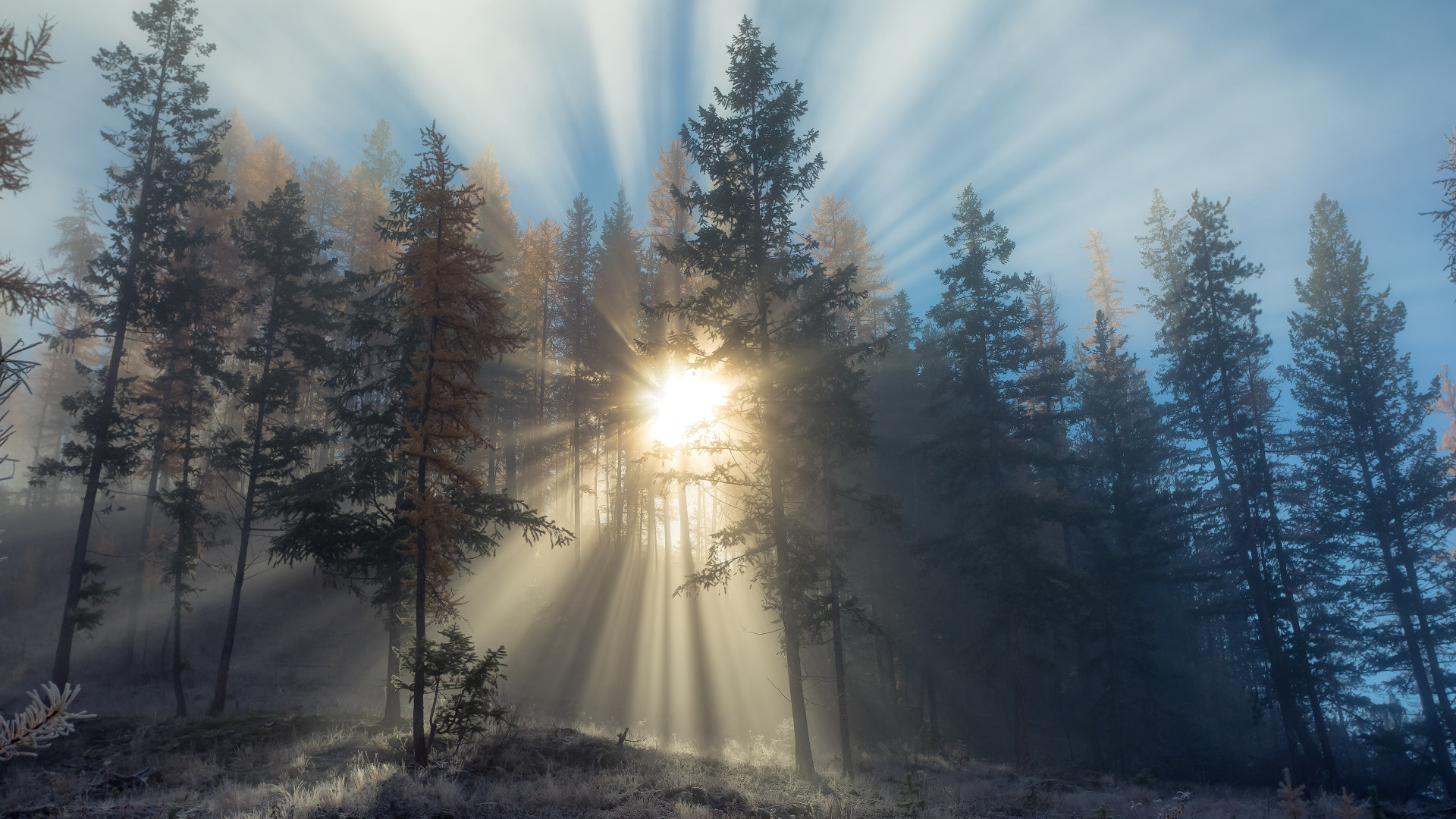 Sun rays through forest trees wallpaper 1920x1080