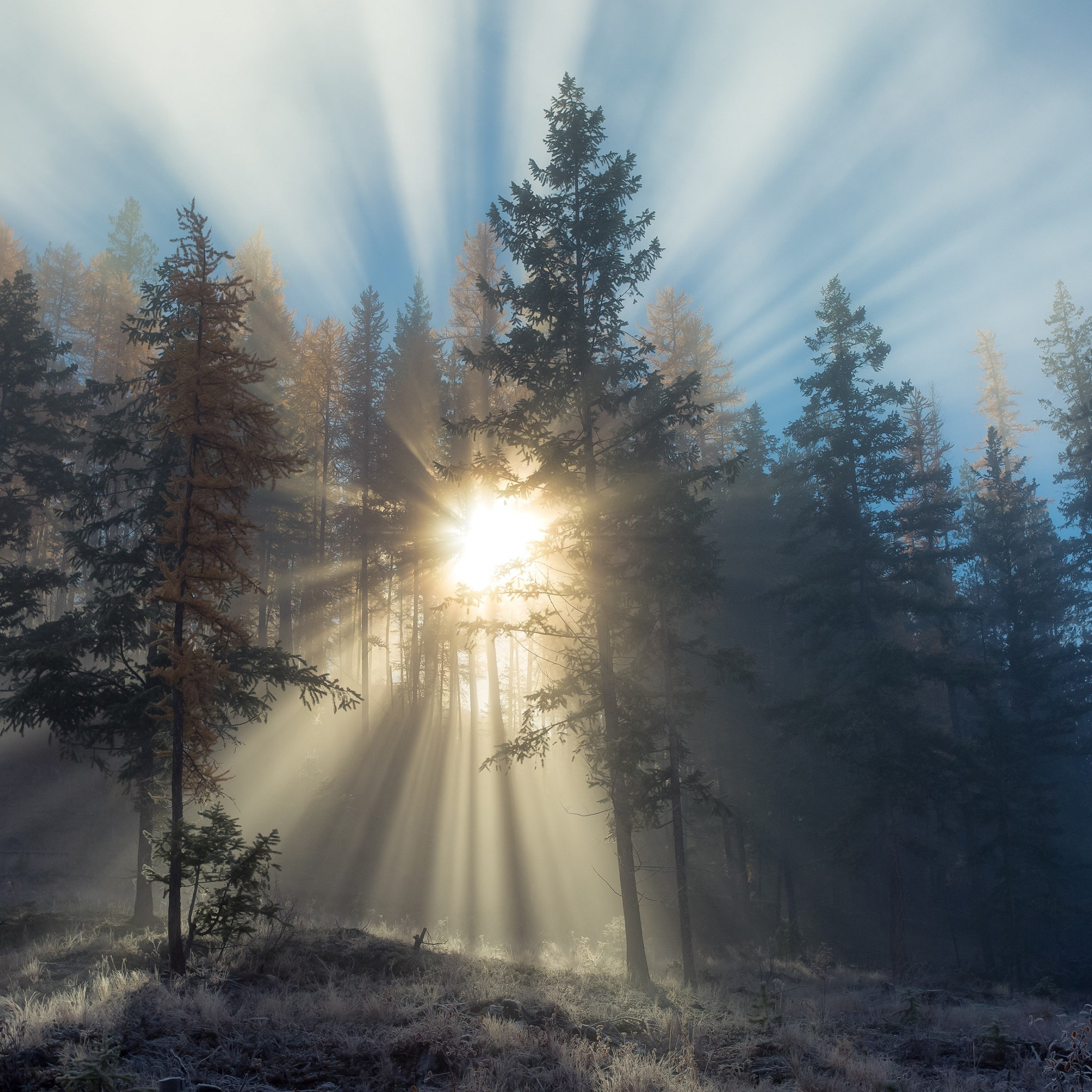 Sun rays through forest trees wallpaper 2224x2224