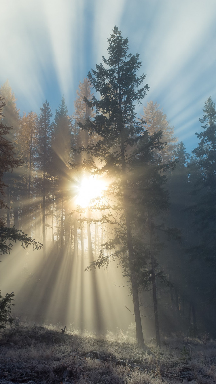 Sun rays through forest trees wallpaper 750x1334