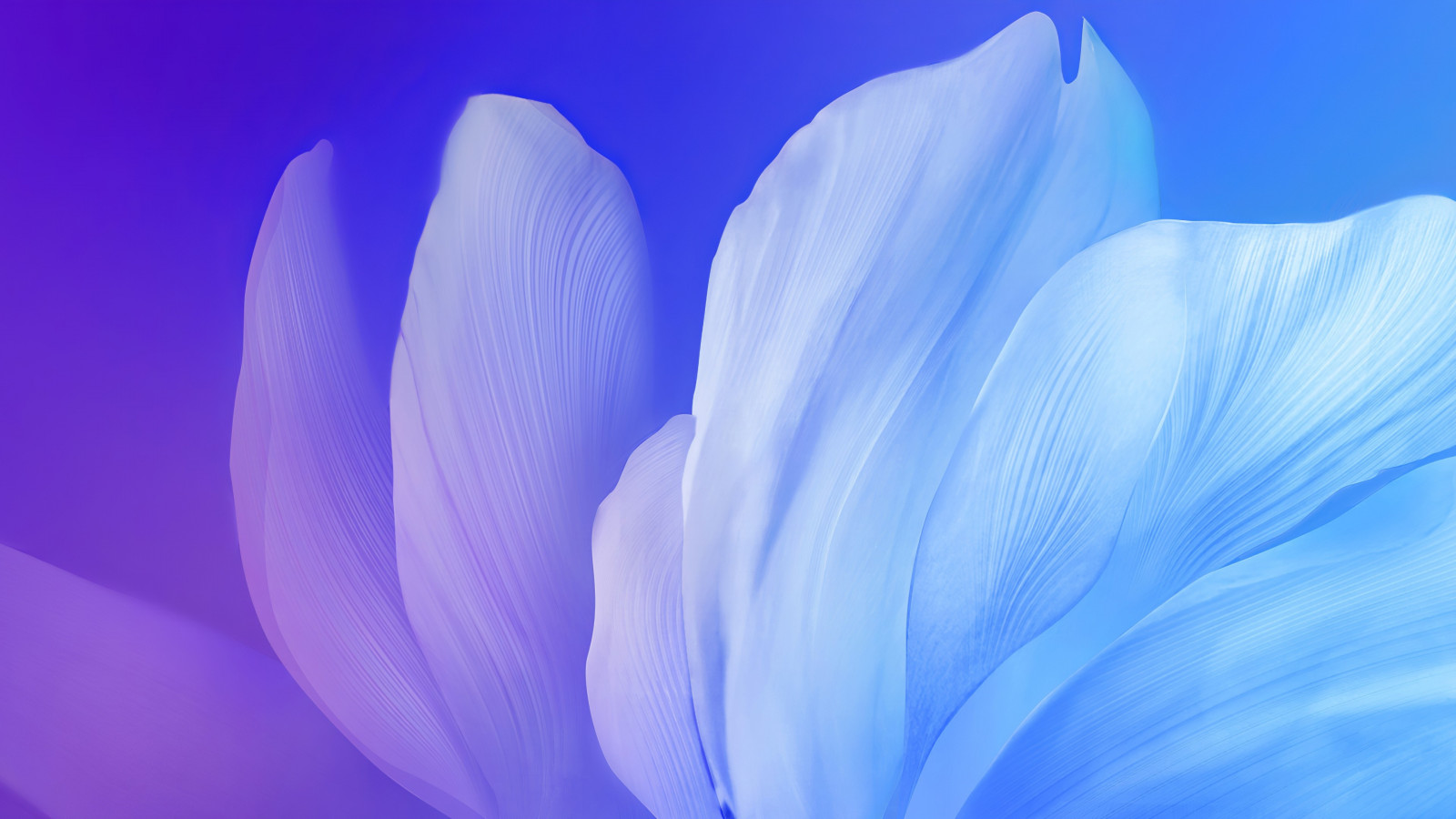 Digital petals wallpaper 1600x900