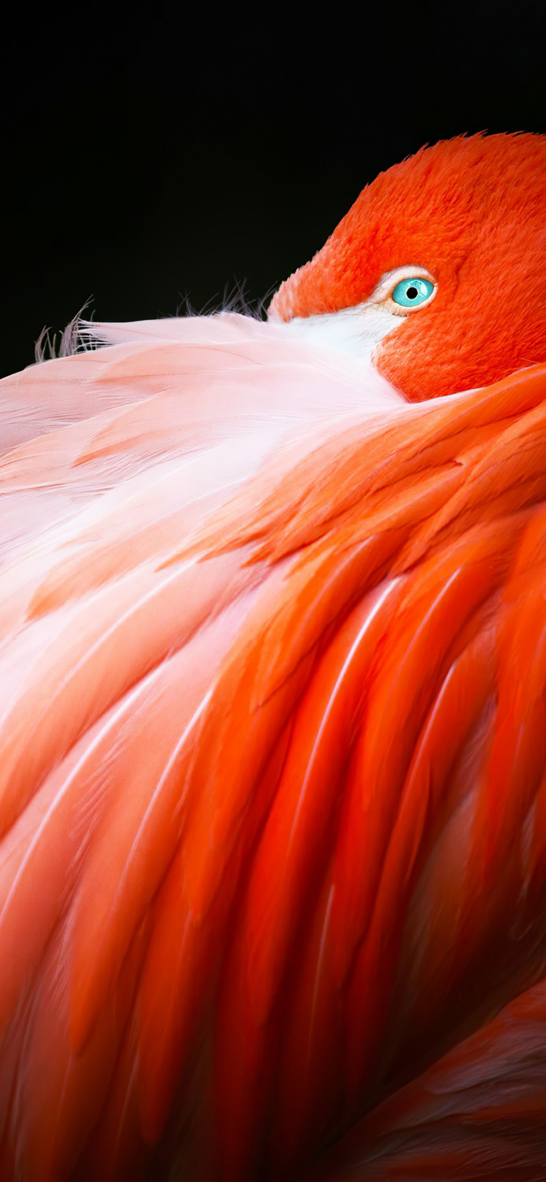 Wonderful flamingo wallpaper 1125x2436