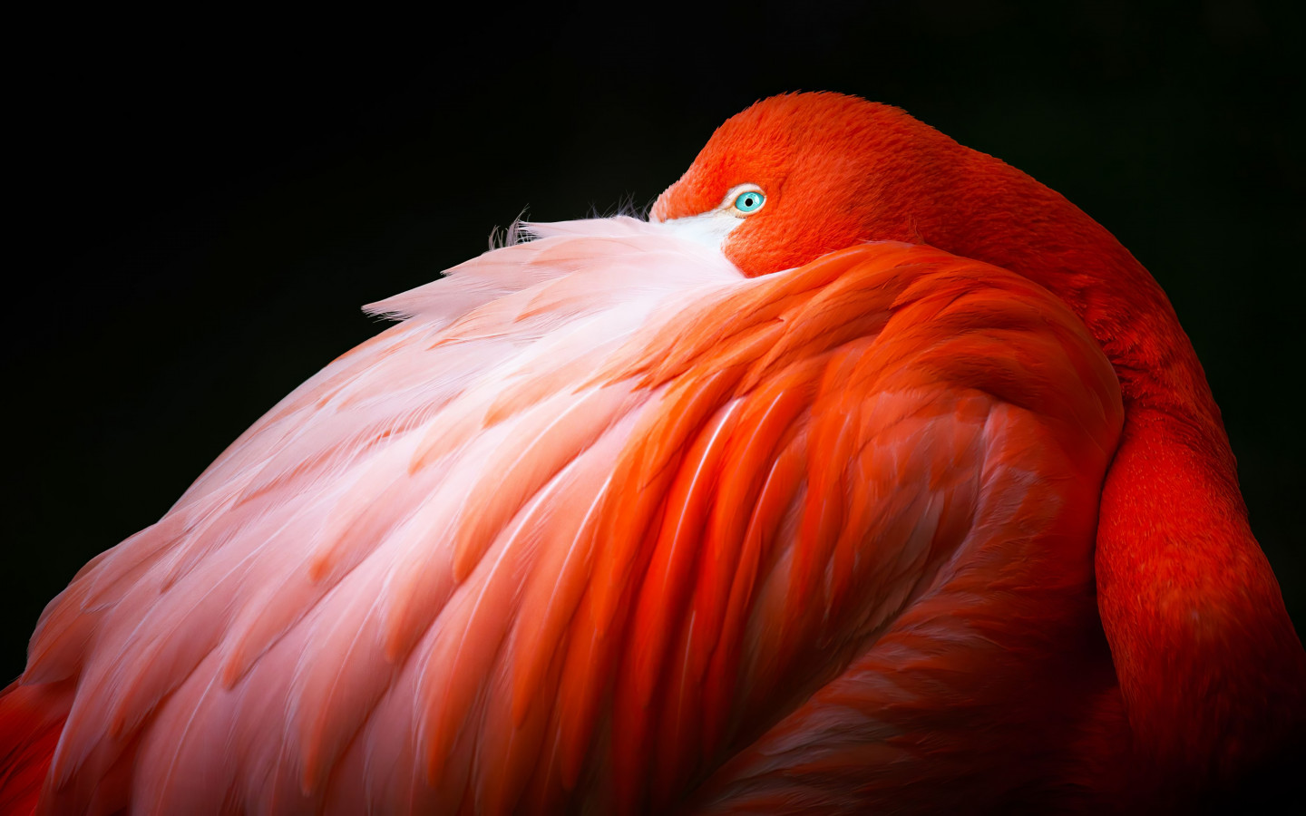 Wonderful flamingo wallpaper 1440x900
