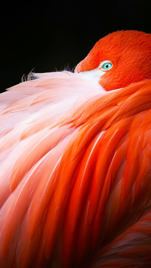 Wonderful flamingo wallpaper 480x854