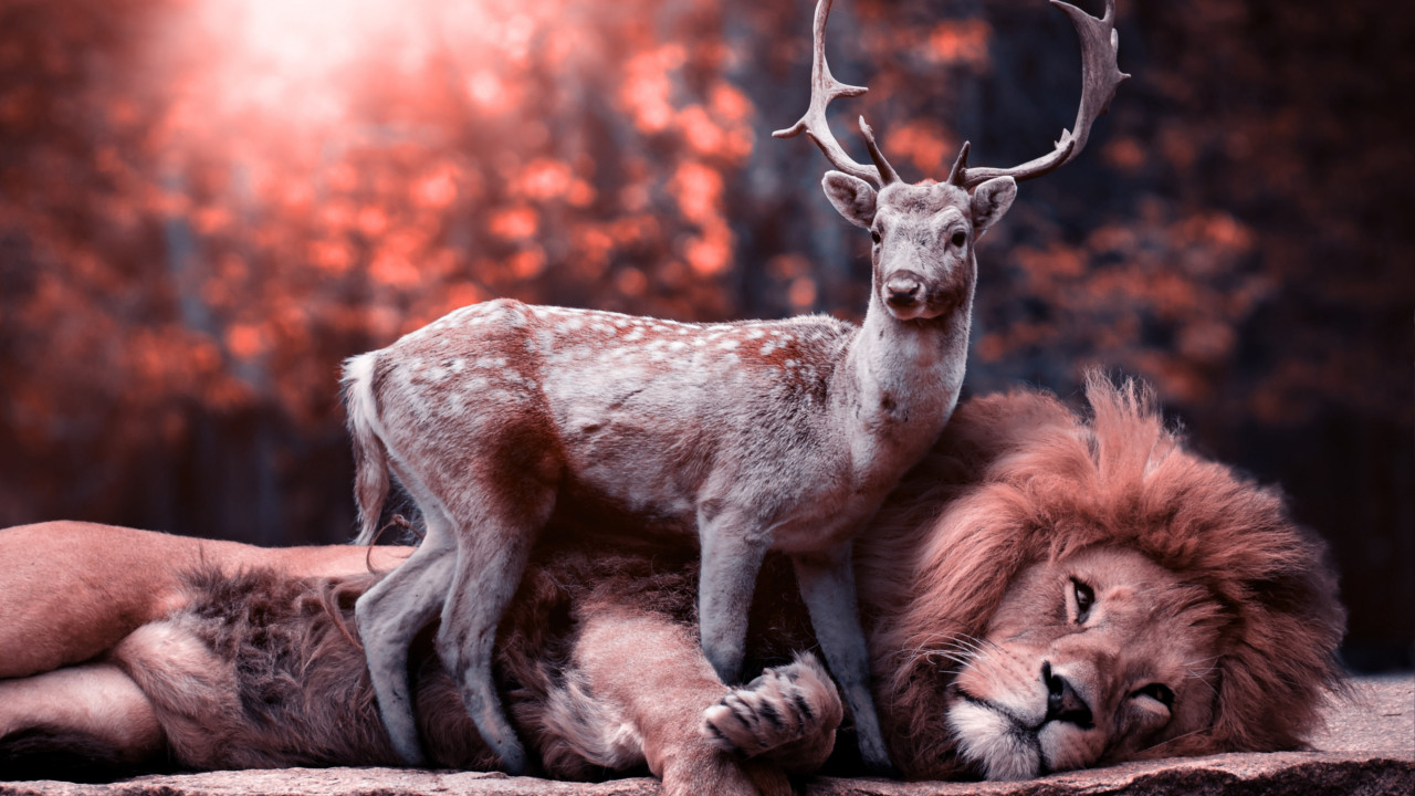 The lion and the deer wallpaper 1280x720