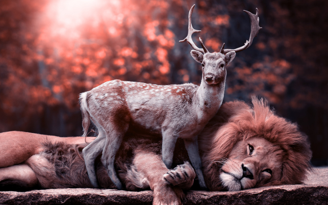 The lion and the deer wallpaper 1280x800