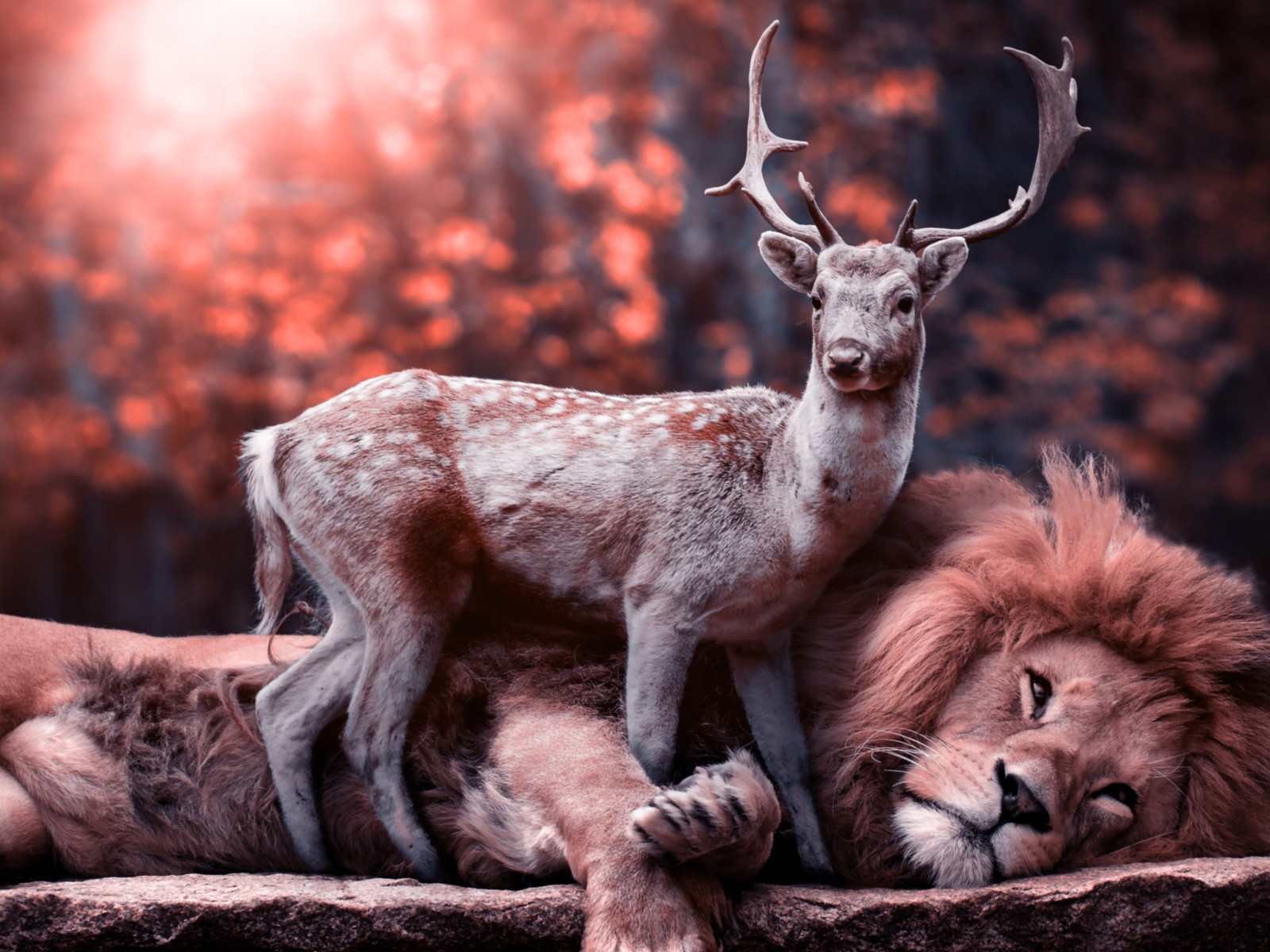 The lion and the deer wallpaper 1600x1200