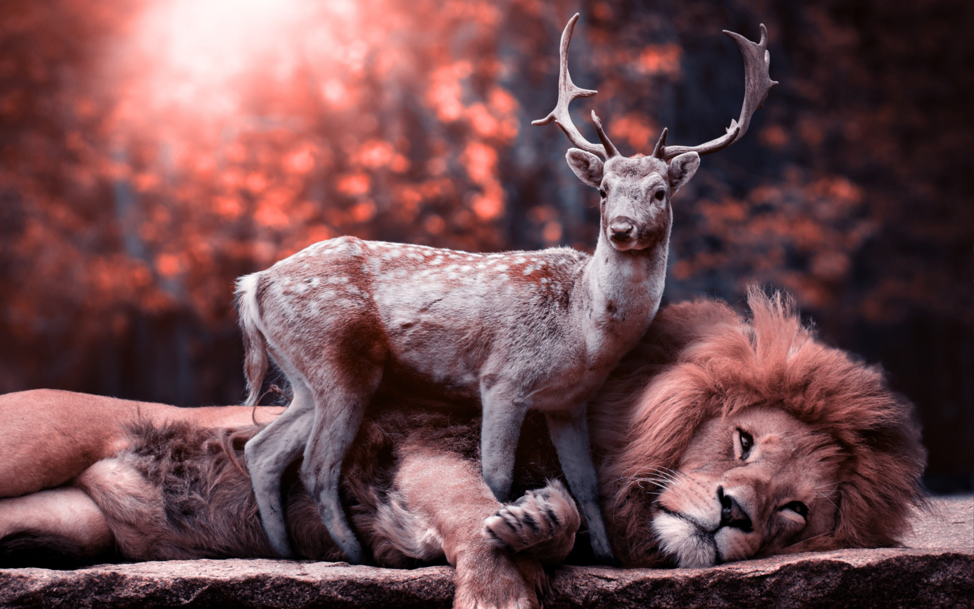 The lion and the deer wallpaper 1920x1200