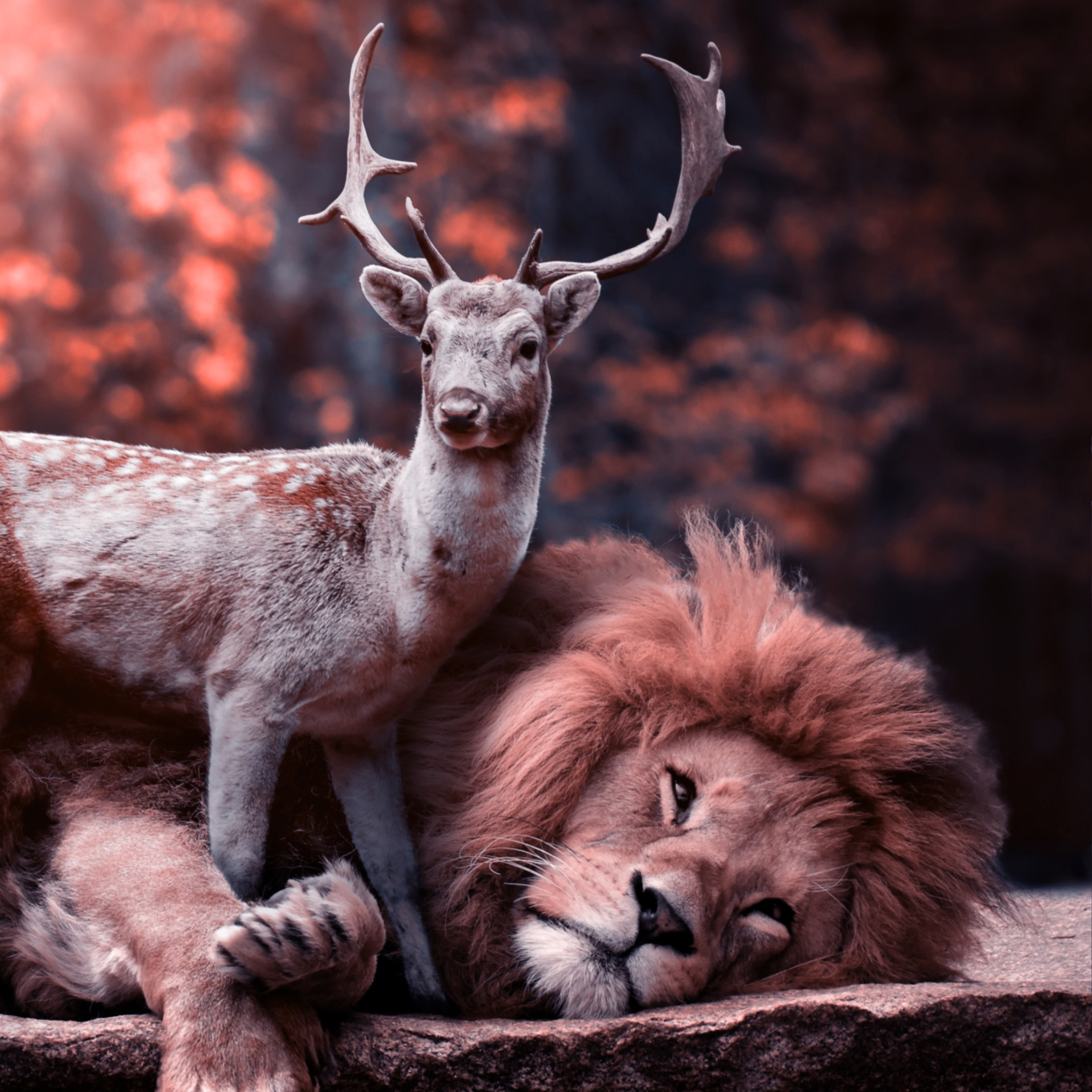 The lion and the deer wallpaper 2224x2224