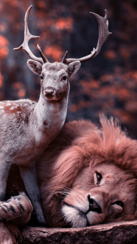 The lion and the deer wallpaper 480x854