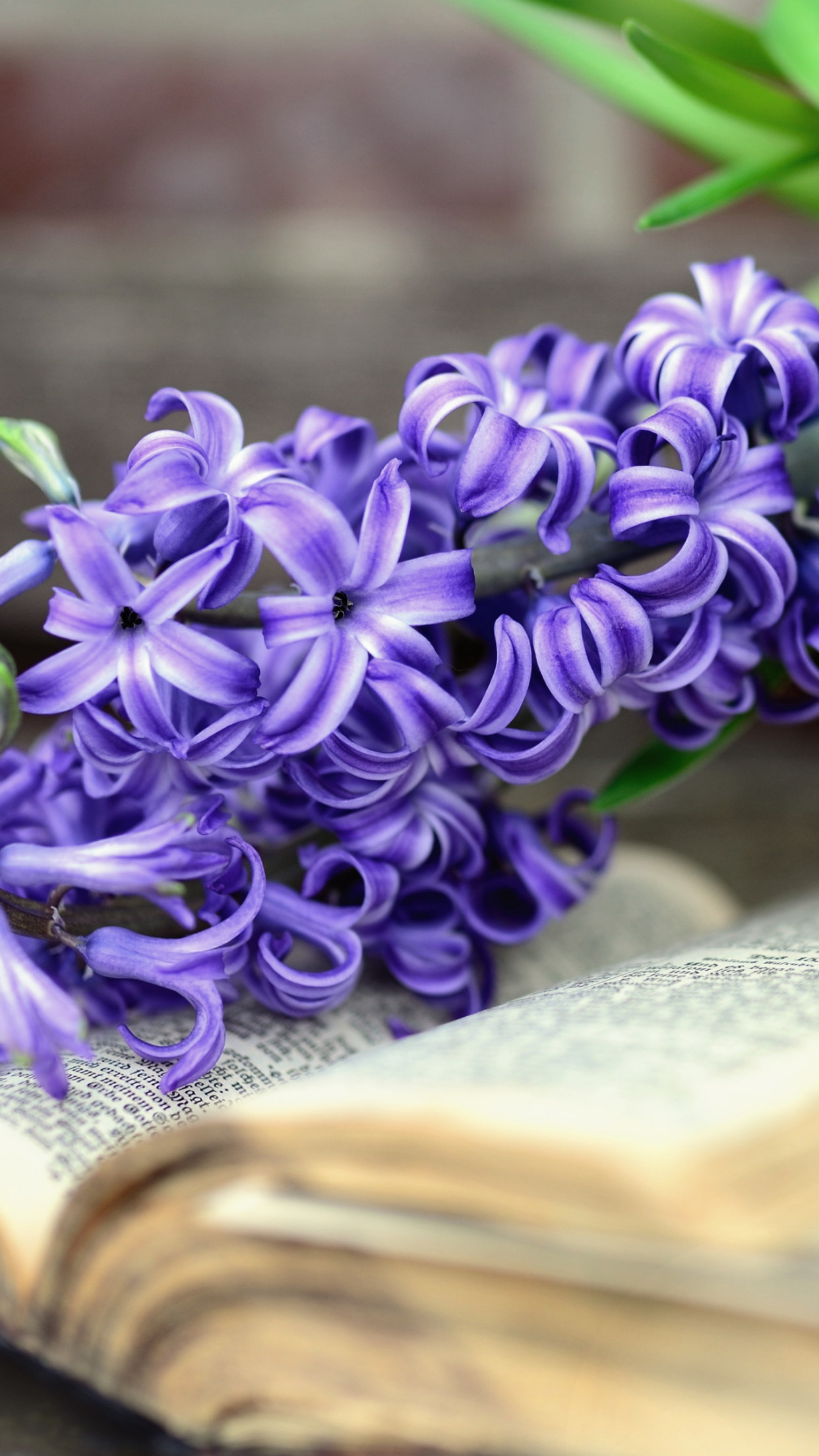 Hyacinth Spring flowers wallpaper 1242x2208