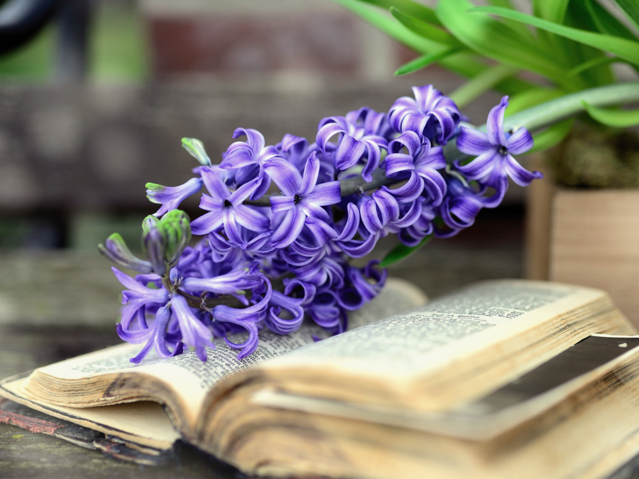 Hyacinth Spring flowers wallpaper 1280x960