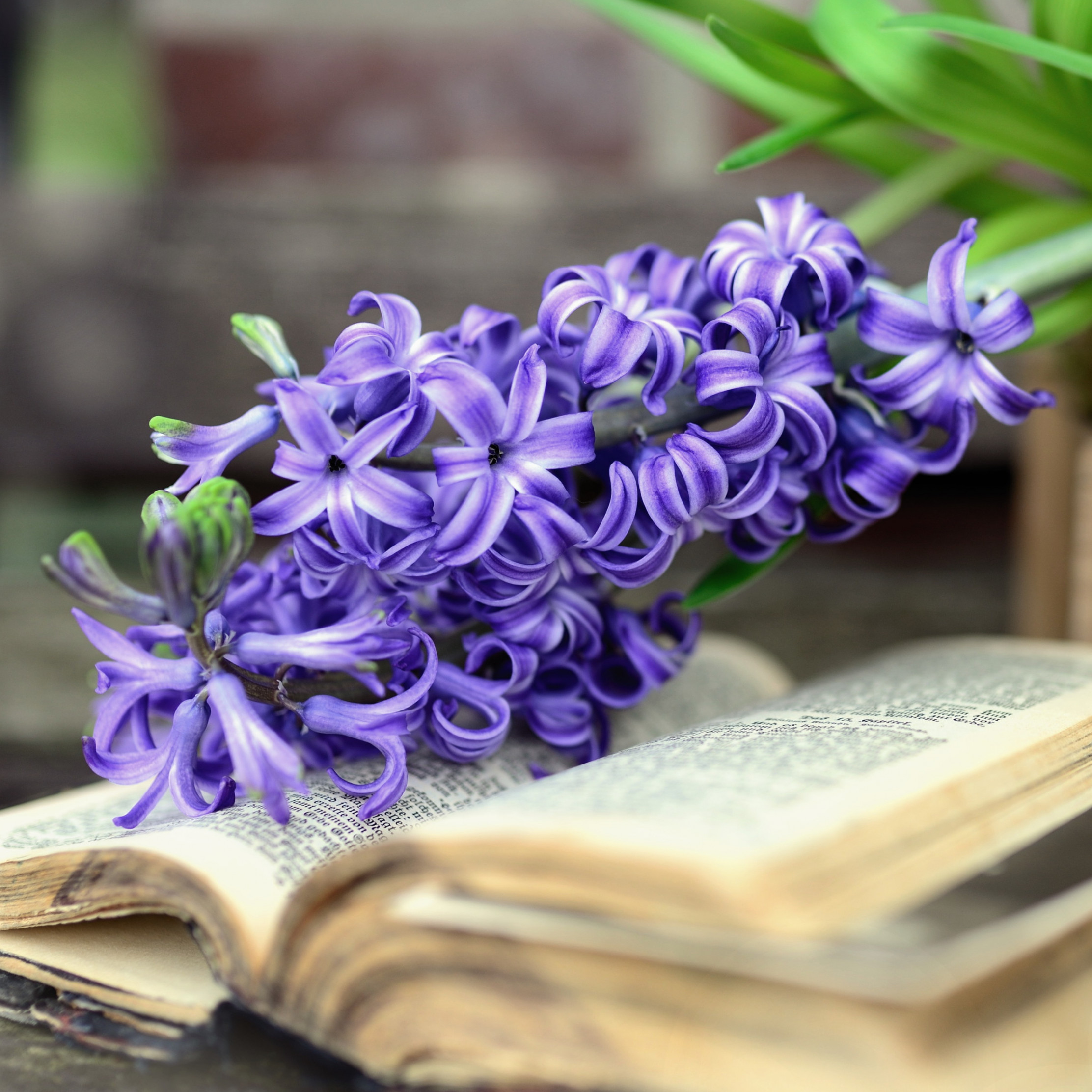 Download wallpaper: Hyacinth Spring flowers 2224x2224