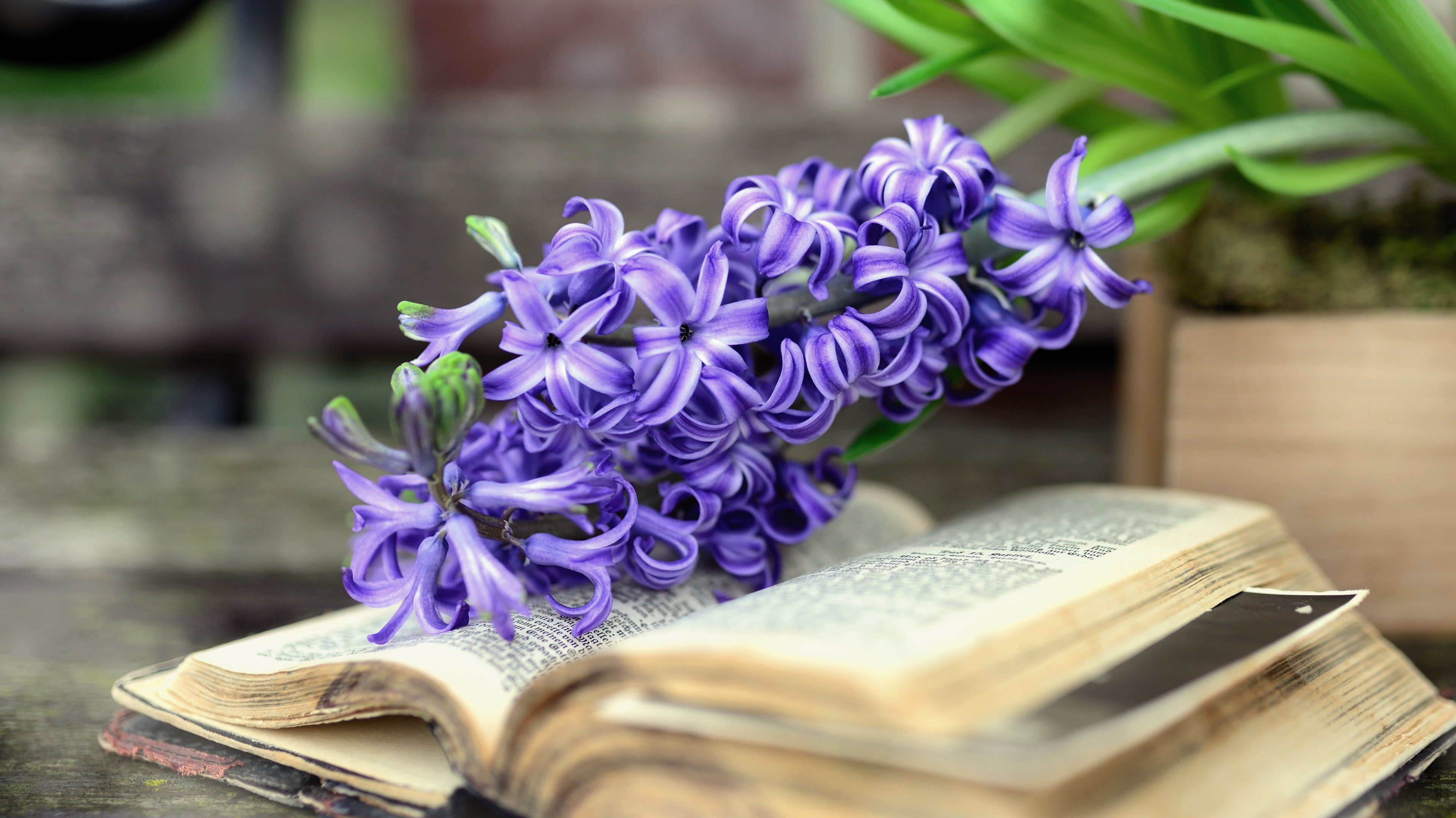 Hyacinth Spring flowers wallpaper 3840x2160
