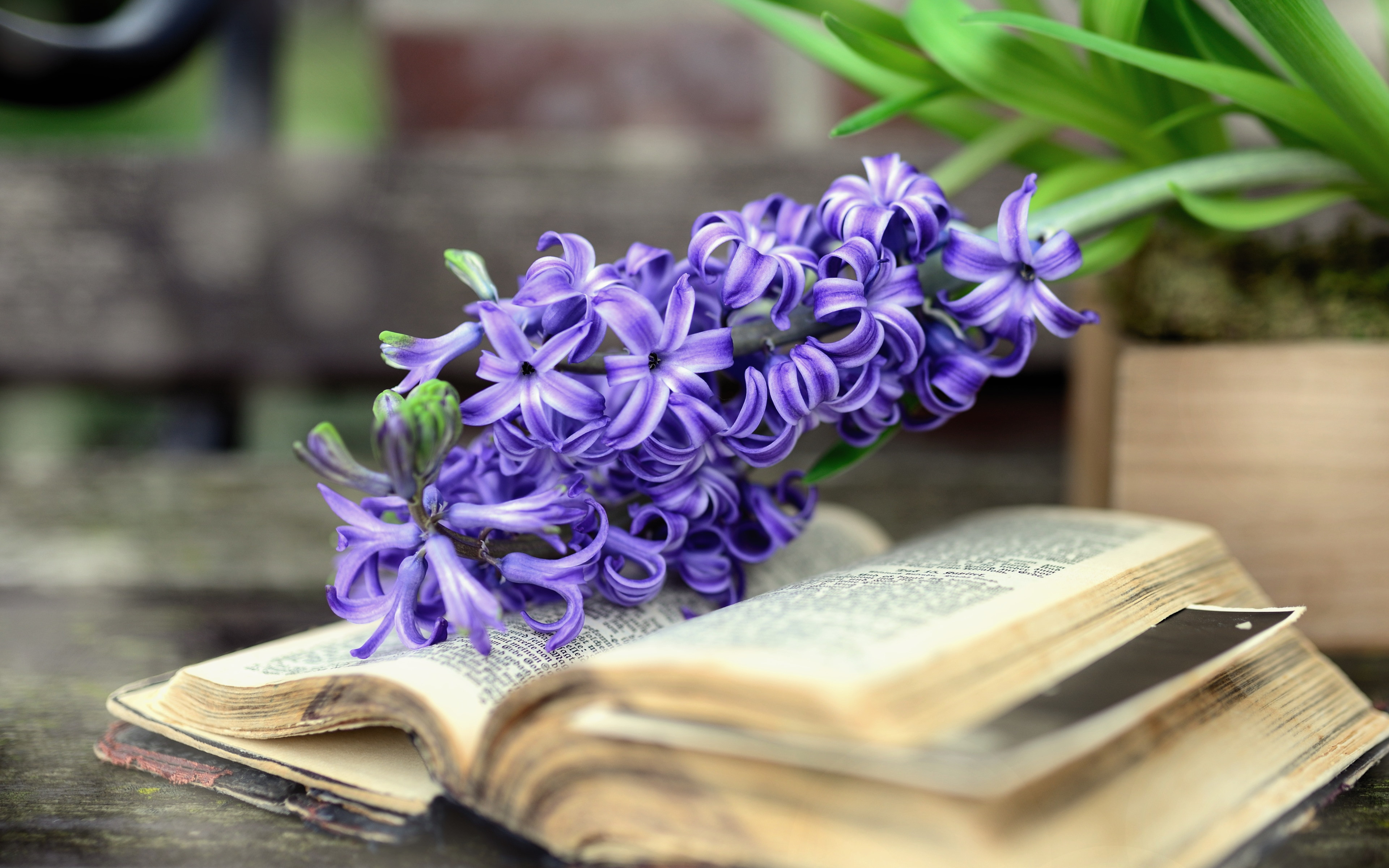 Hyacinth Spring flowers wallpaper 3840x2400