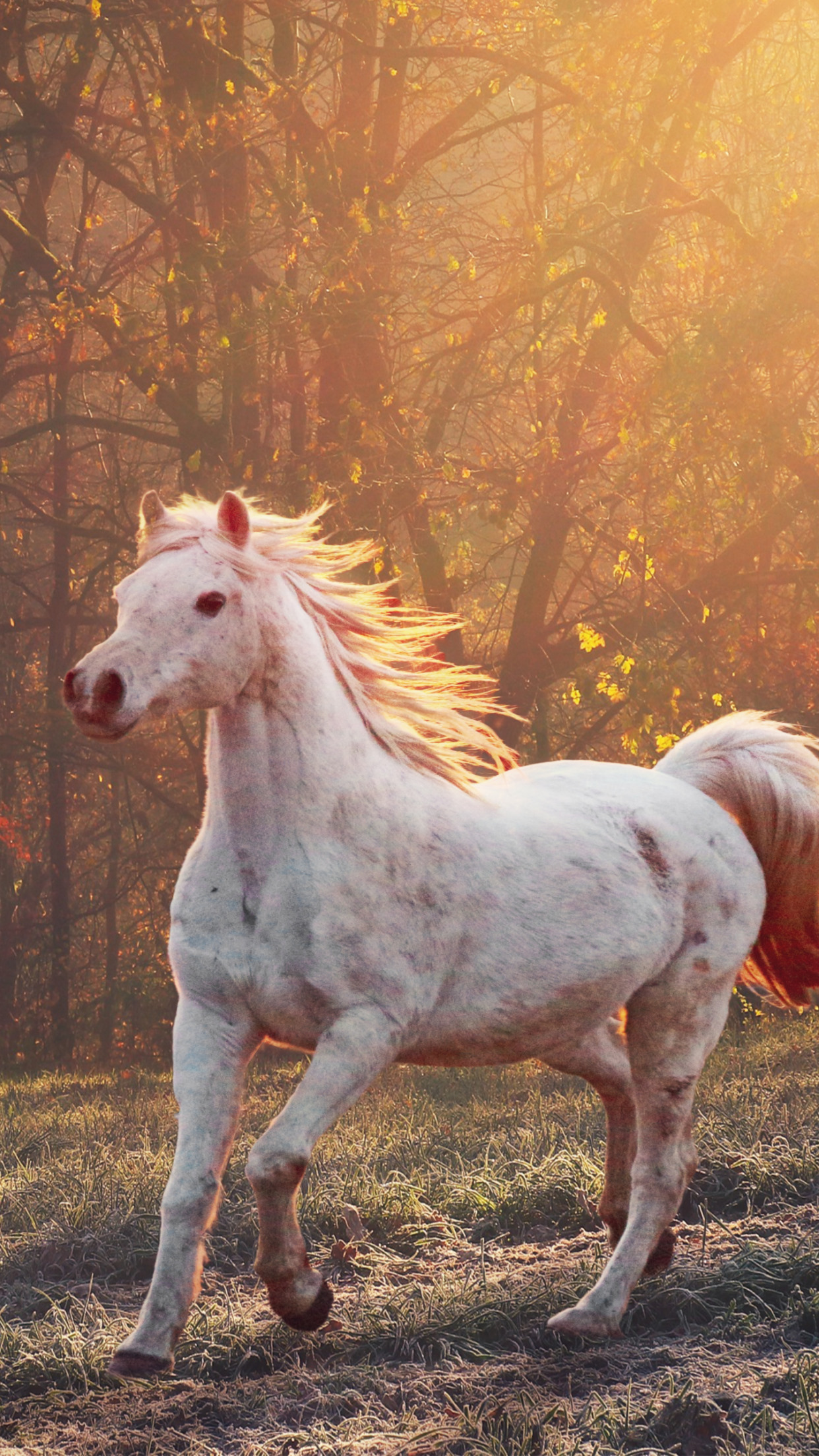 Download wallpaper: Horse running in the morning lights 1242x2208