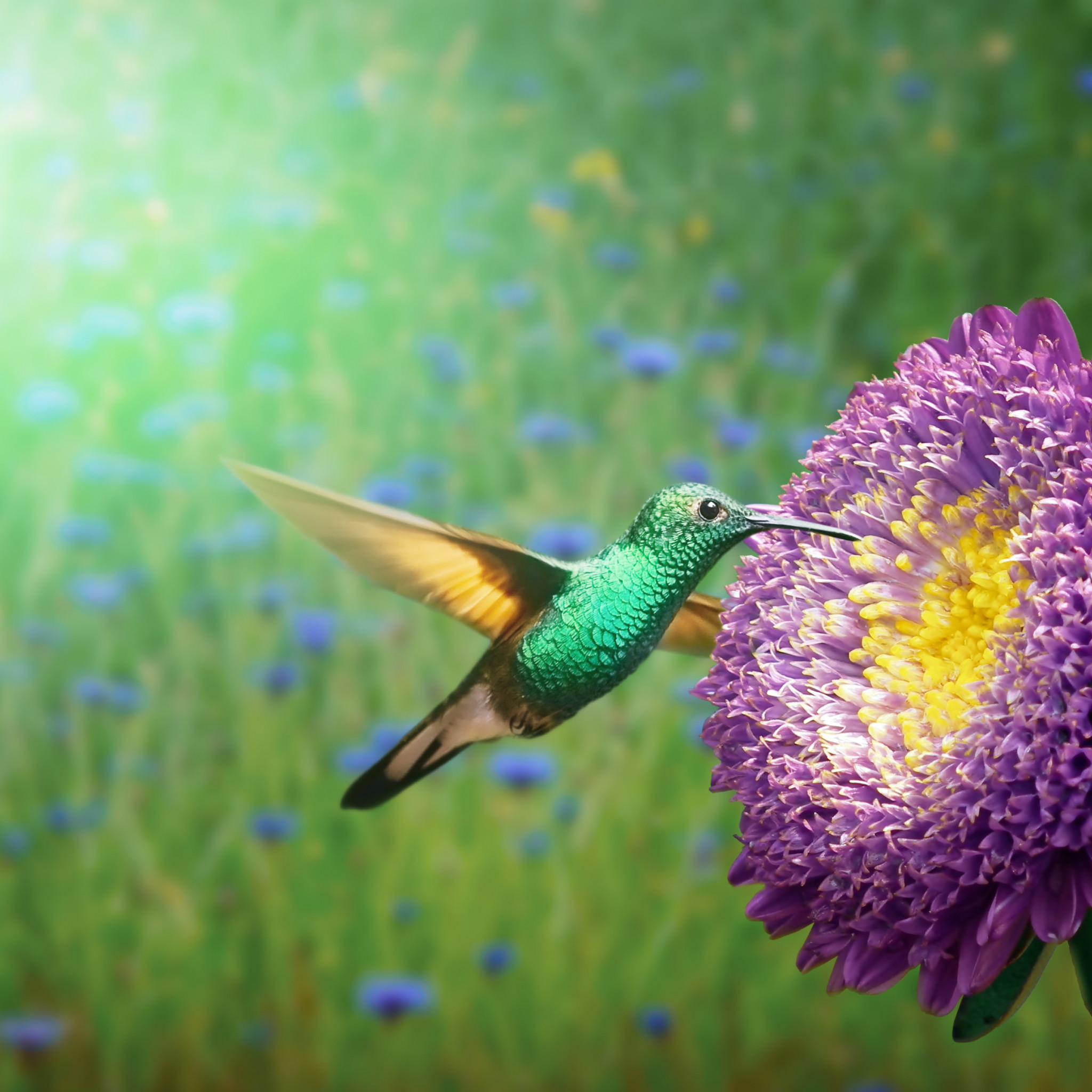 hummingbird exceed 8.0 Download