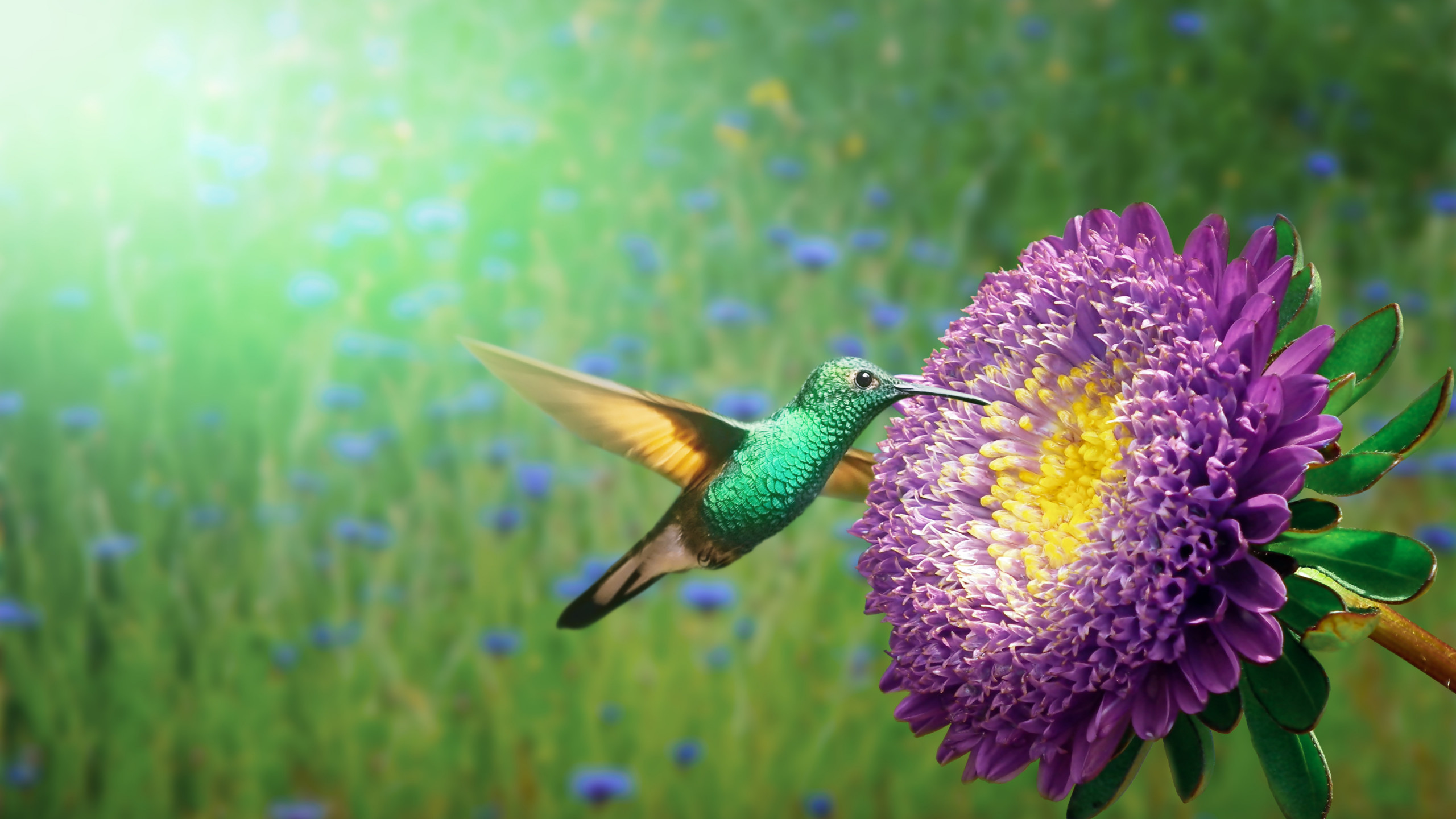 Hummingbird wallpaper 2560x1440