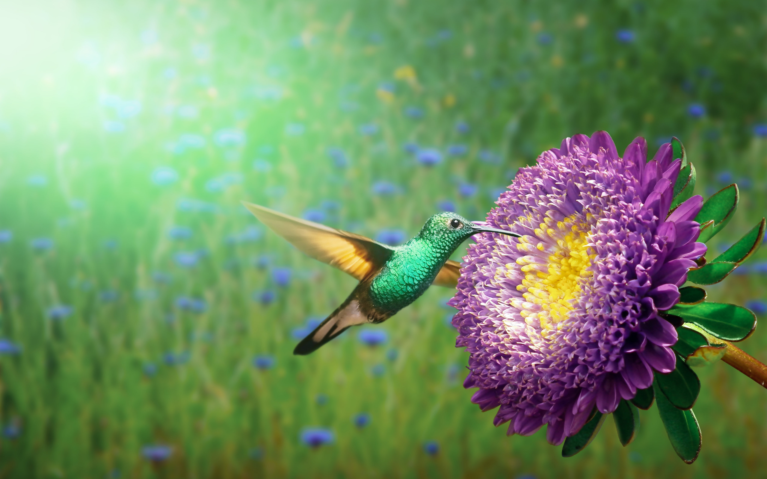 Hummingbird wallpaper 2560x1600