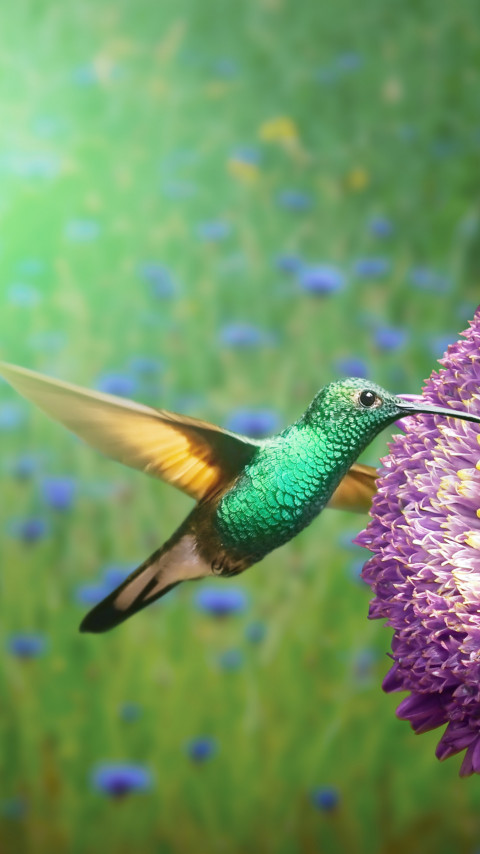 Hummingbird wallpaper 480x854