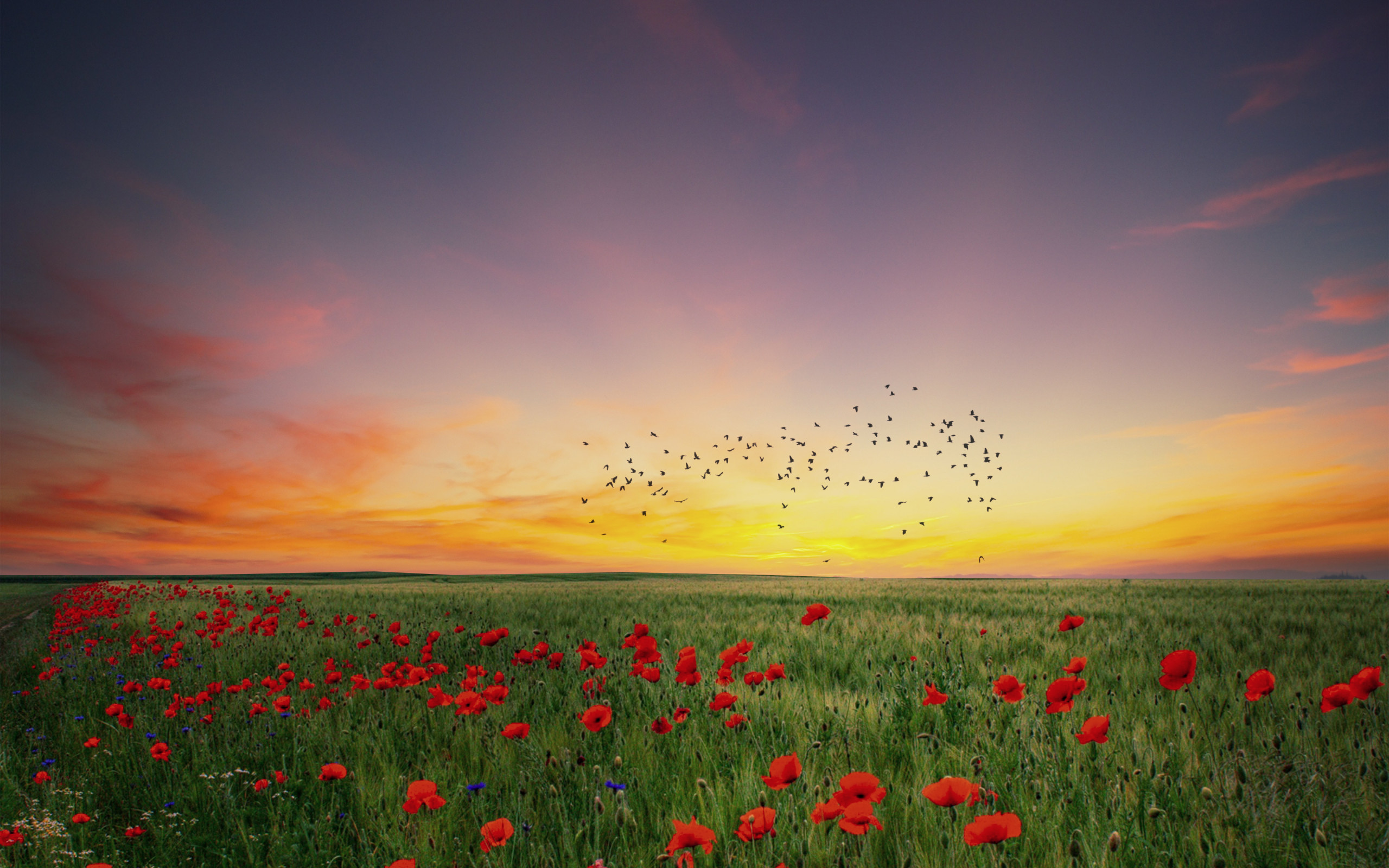 In the poppies field wallpaper 2560x1600