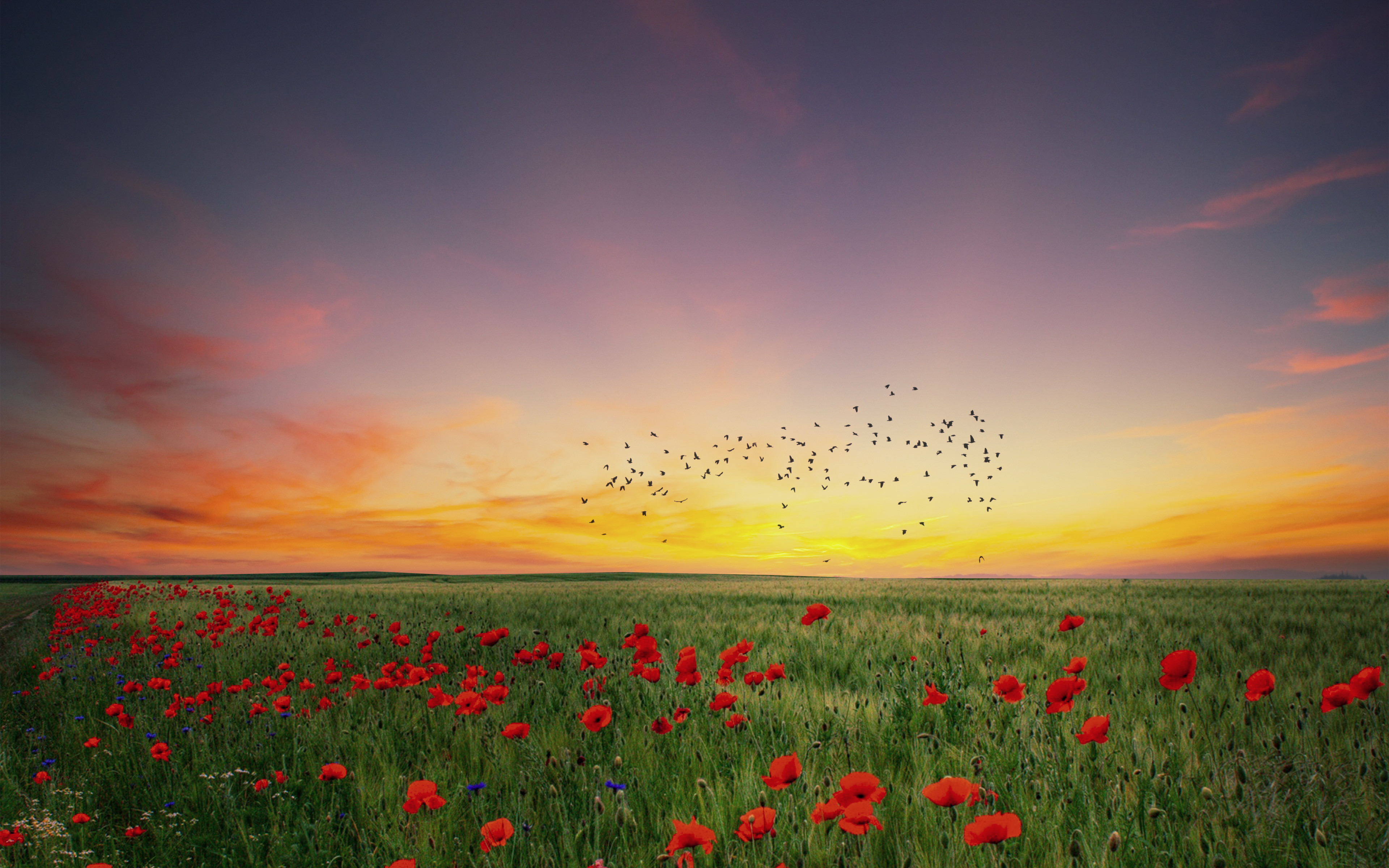 In the poppies field wallpaper 3840x2400