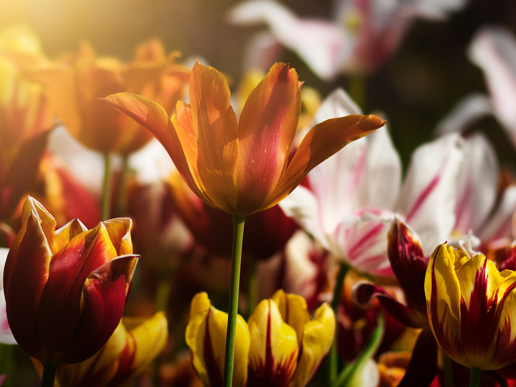 Gorgeous tulips wallpaper 1024x768