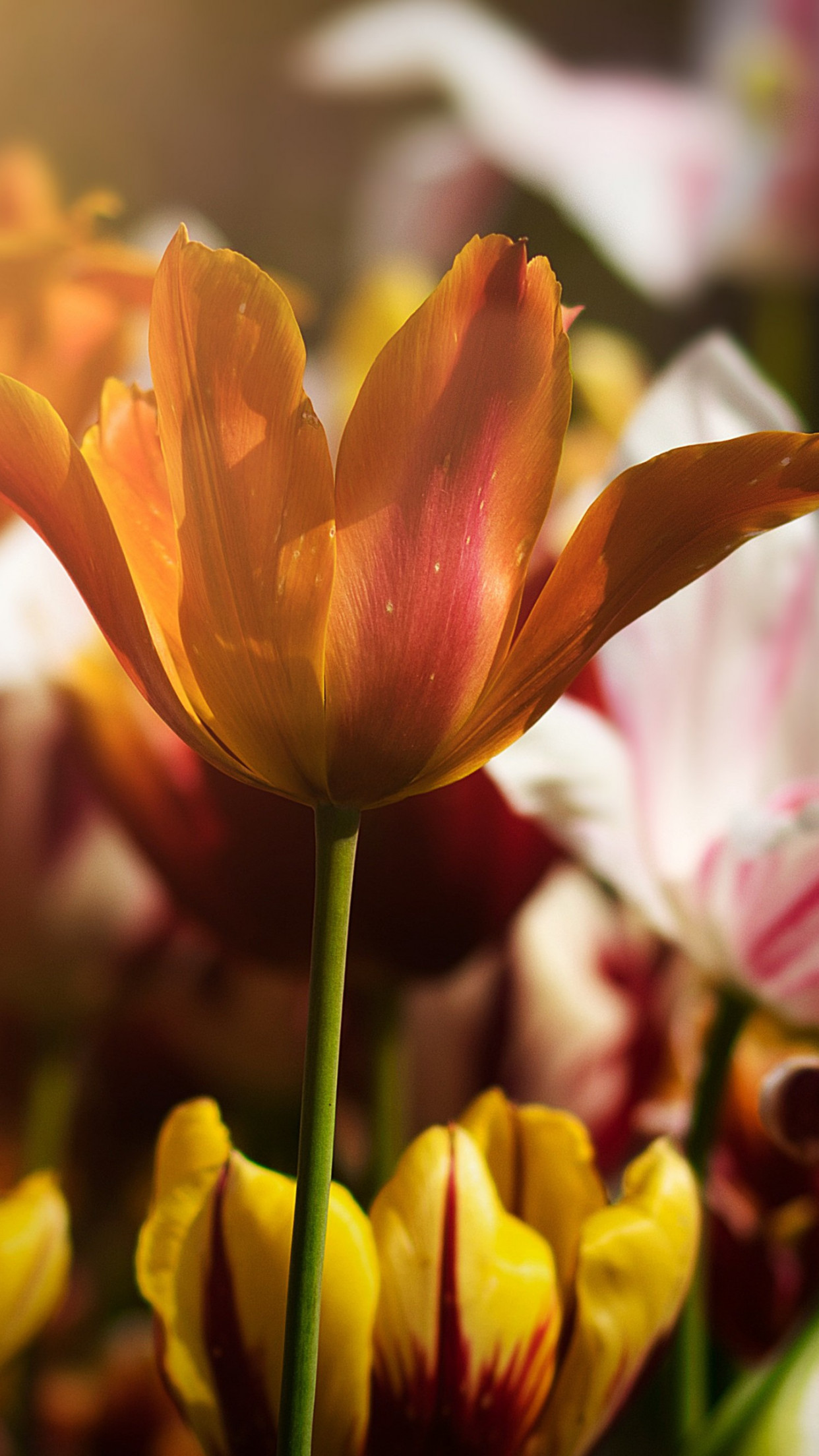 Gorgeous tulips wallpaper 1242x2208