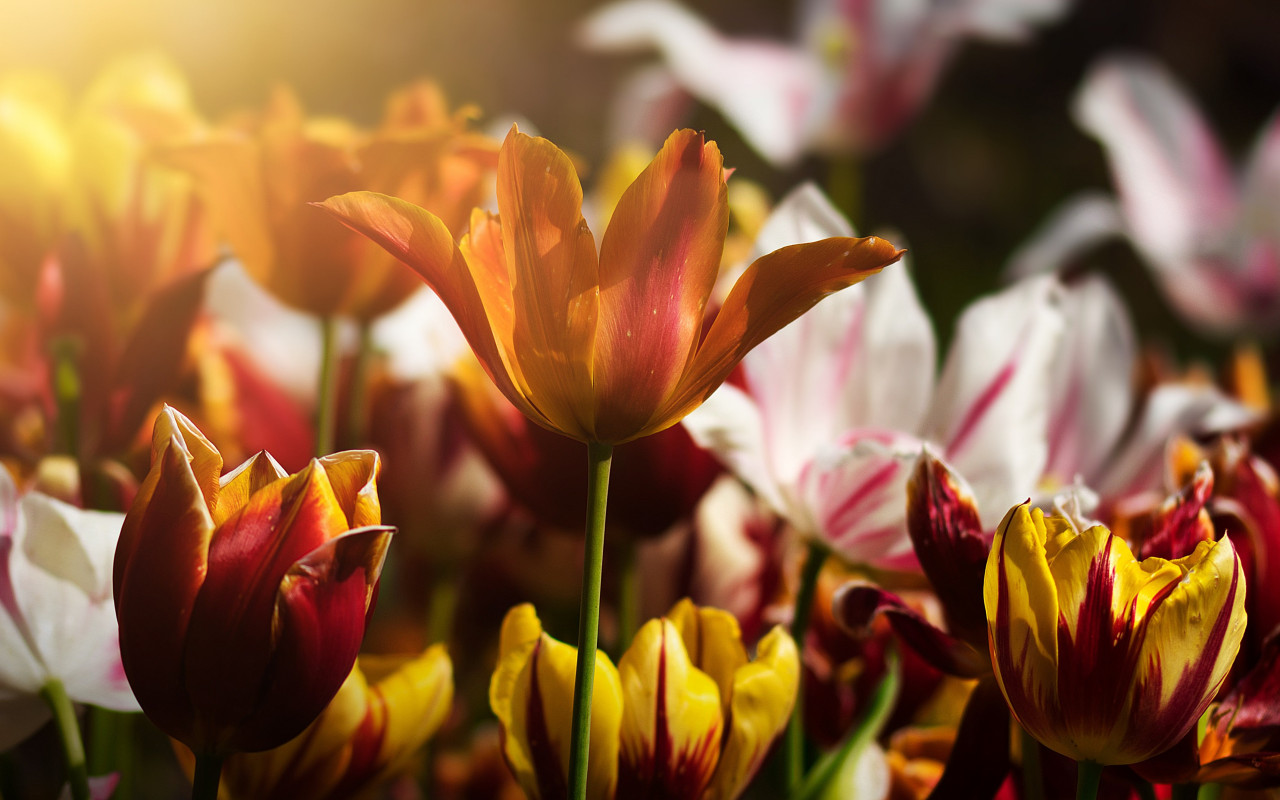 Gorgeous tulips wallpaper 1280x800