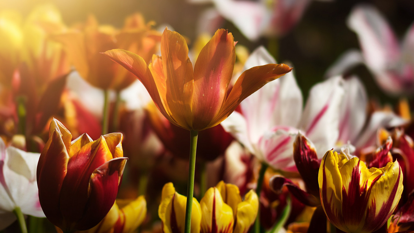 Gorgeous tulips wallpaper 1366x768