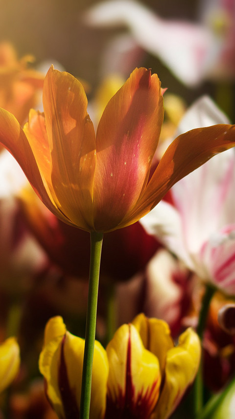 Gorgeous tulips wallpaper 480x854