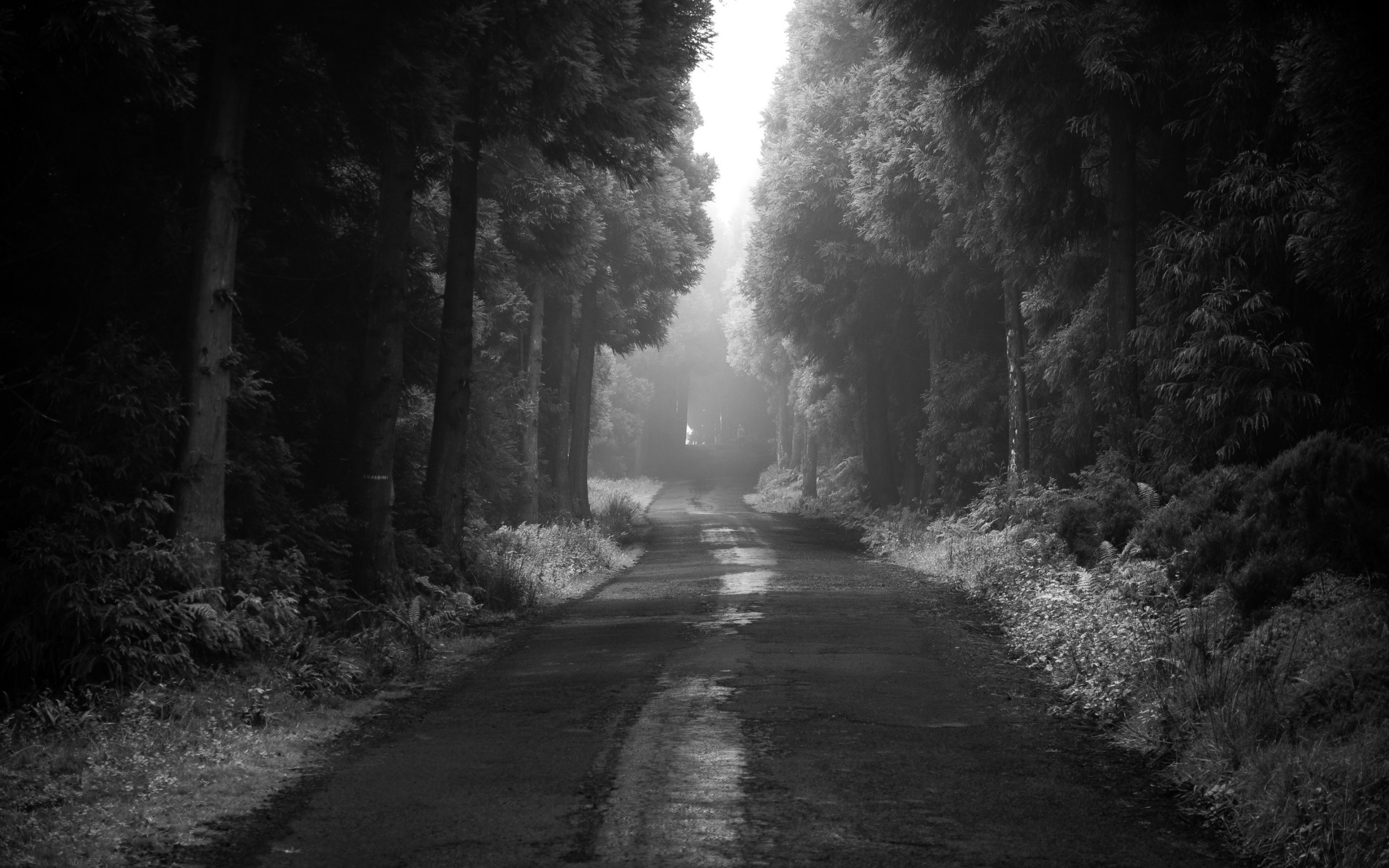 Road thru the dark forest wallpaper 2560x1600