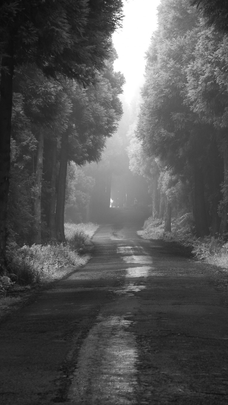 Road thru the dark forest wallpaper 750x1334