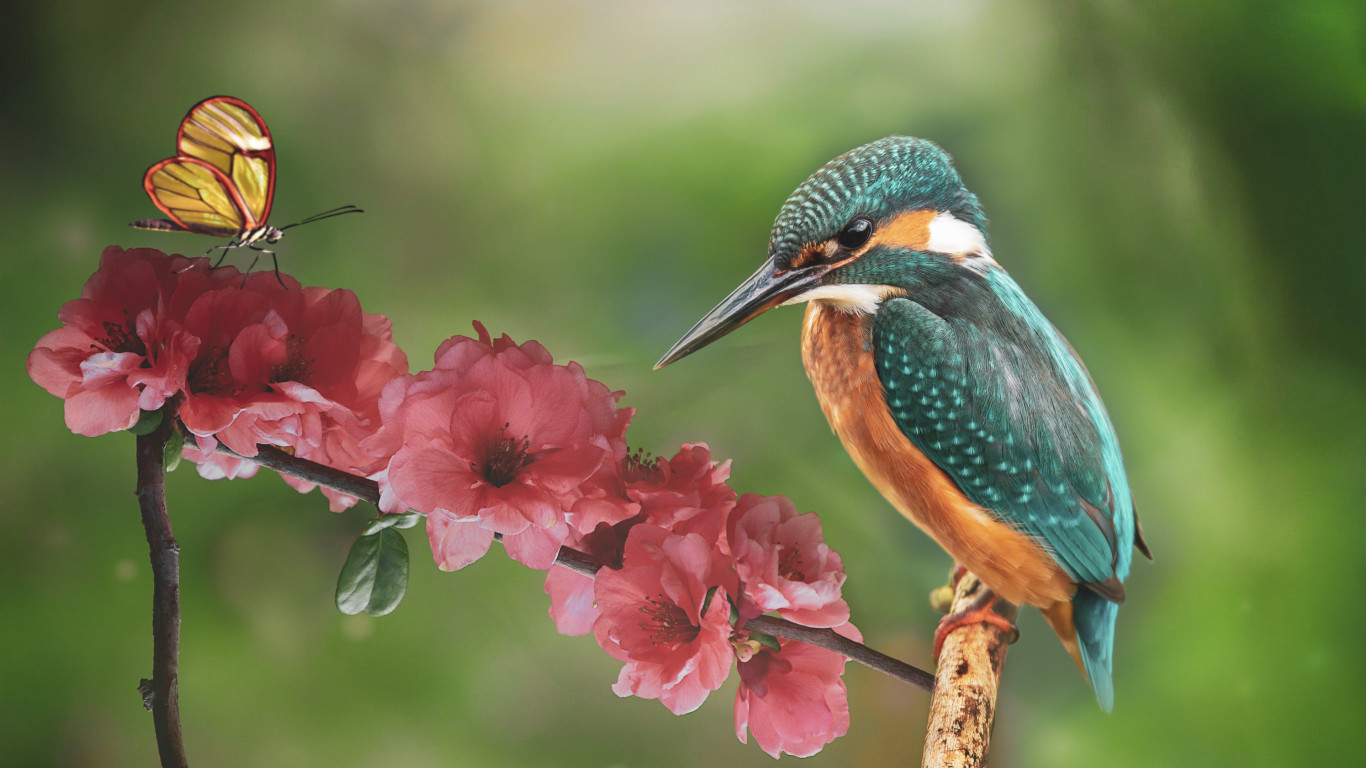 Kingfisher and the butterfly wallpaper 1366x768