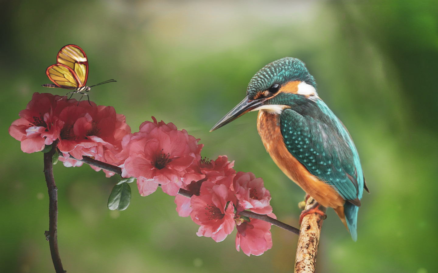 Kingfisher and the butterfly wallpaper 1440x900