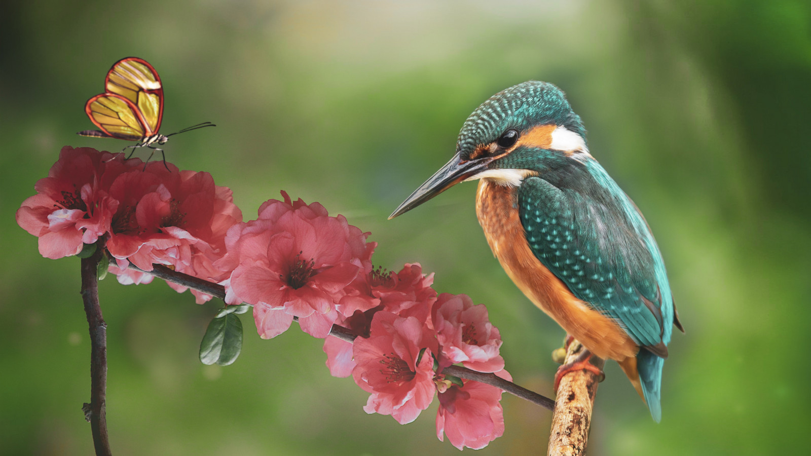 Kingfisher and the butterfly wallpaper 1600x900