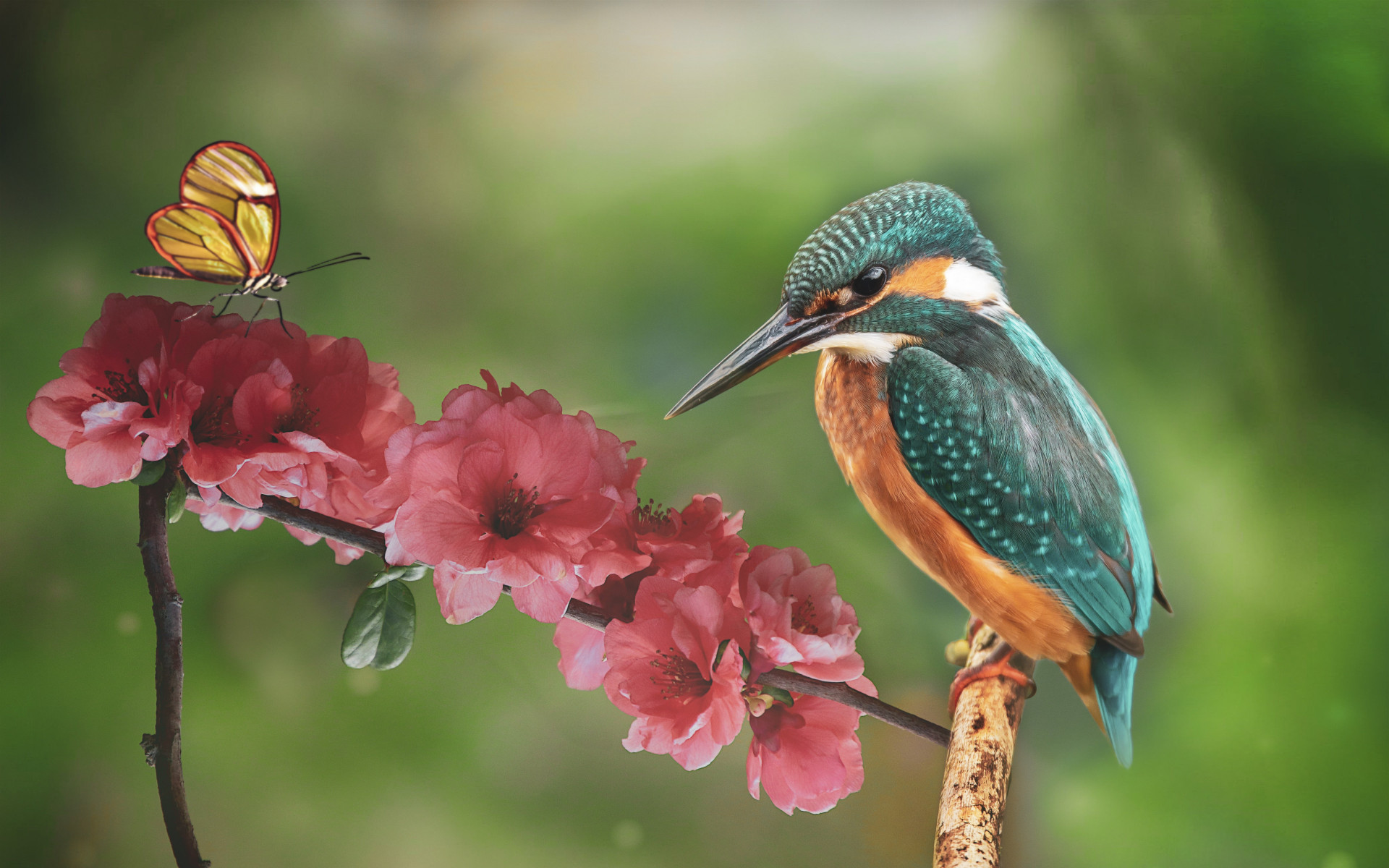 Kingfisher and the butterfly wallpaper 1920x1200