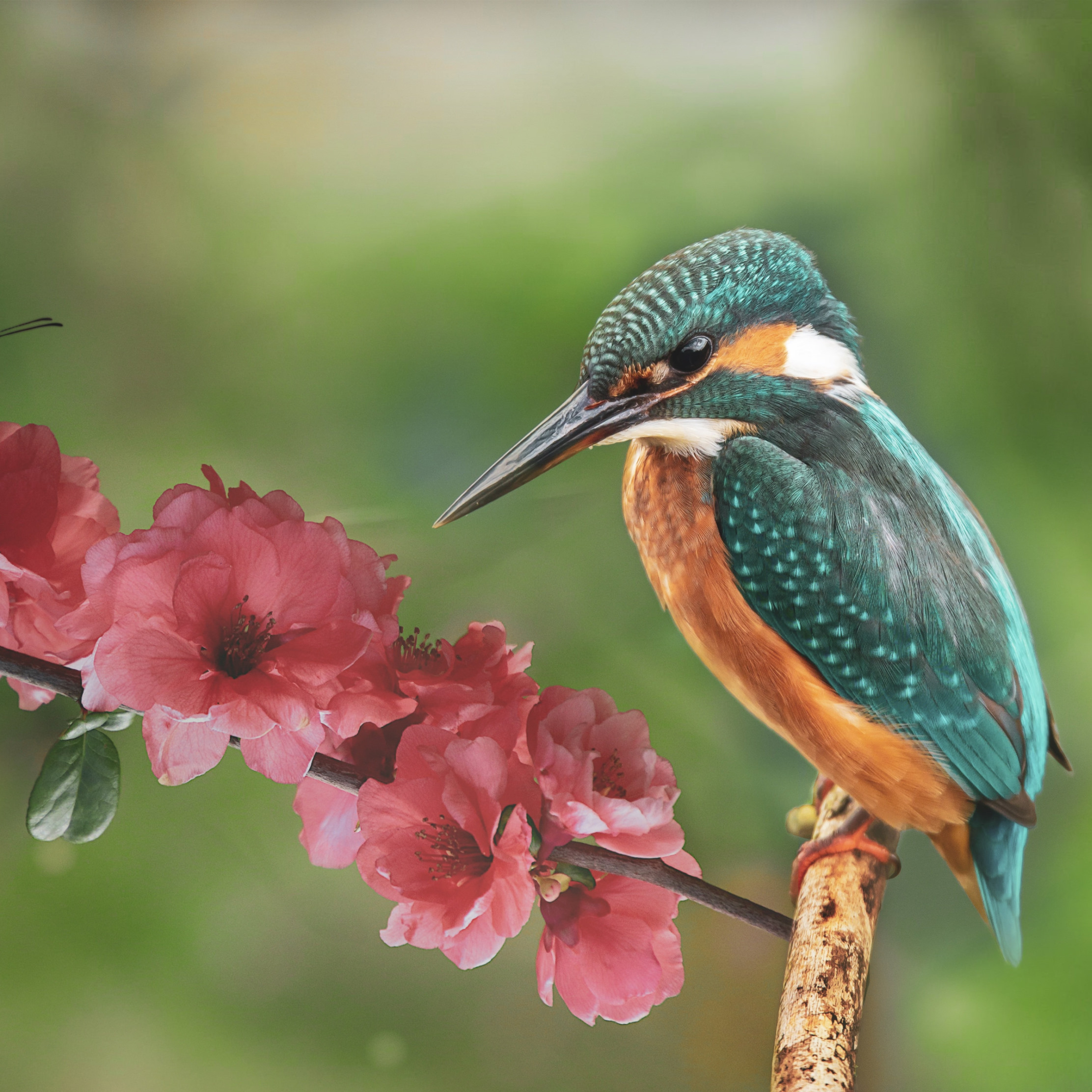 Kingfisher and the butterfly wallpaper 2224x2224