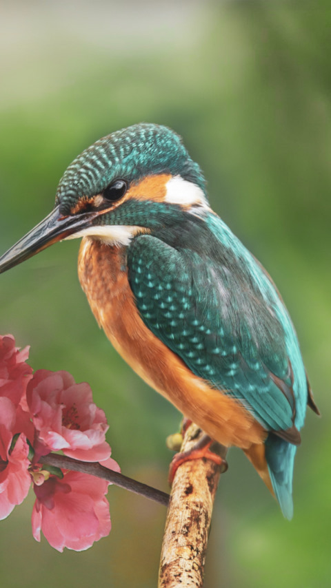 Kingfisher and the butterfly wallpaper 480x854