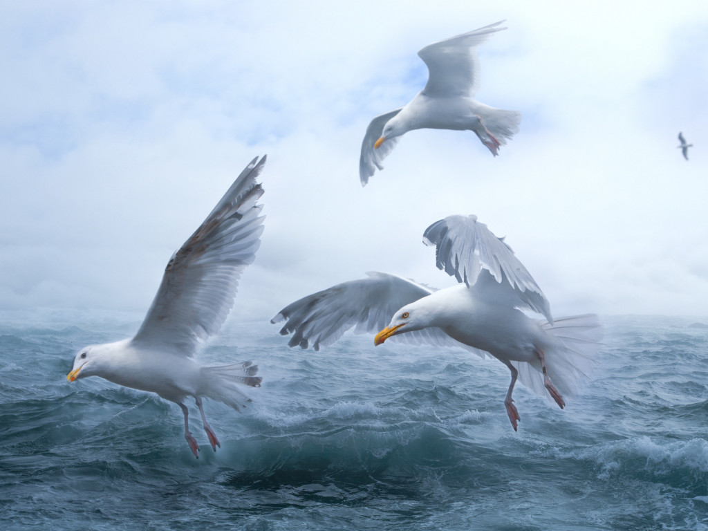 Seagulls above sea waves wallpaper 1024x768