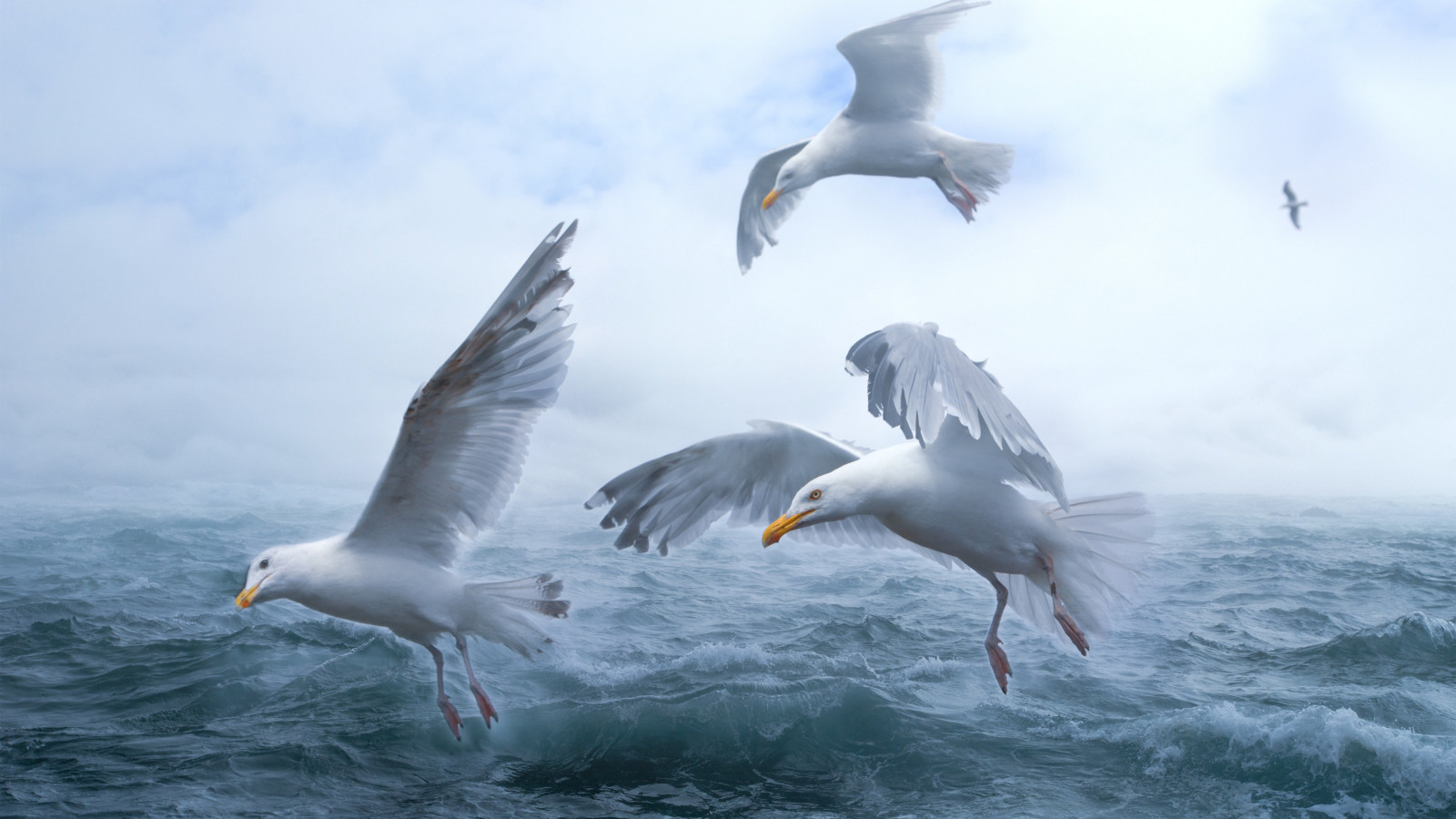 Seagulls above sea waves wallpaper 1600x900