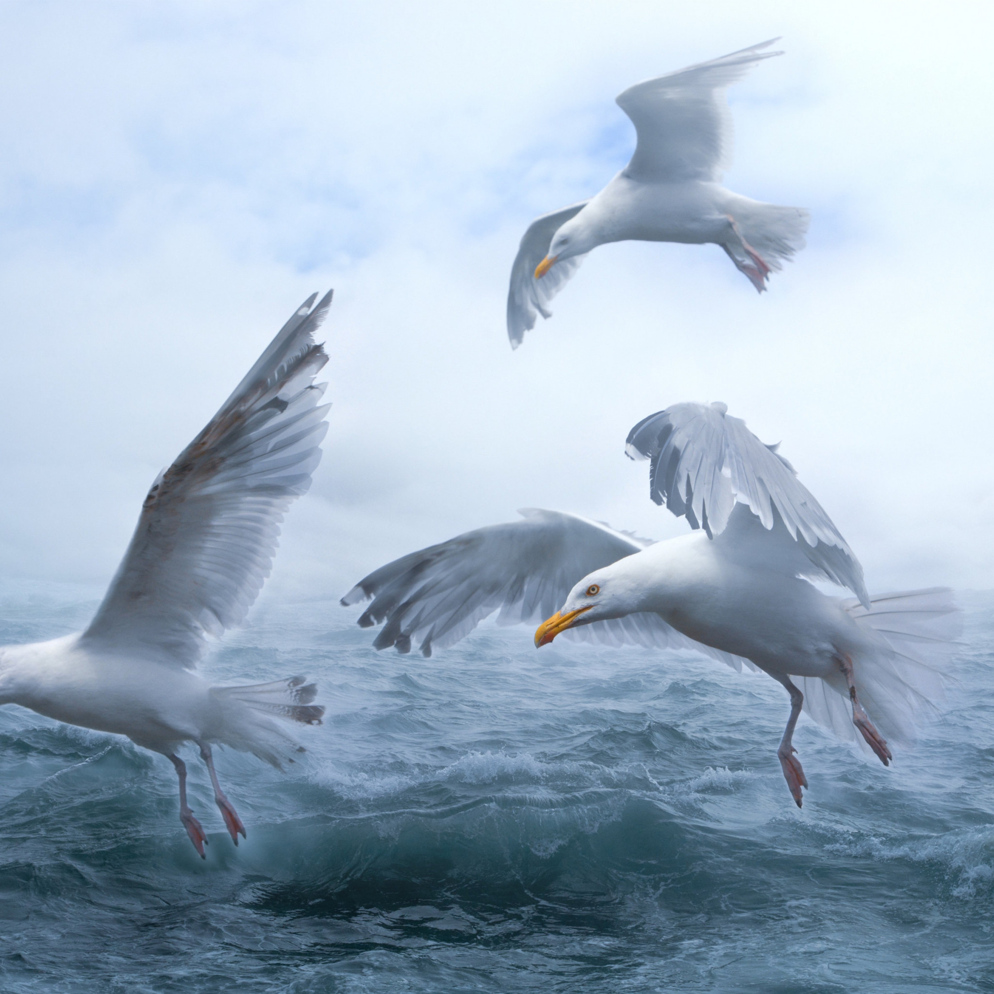 Seagulls above sea waves wallpaper 2048x2048