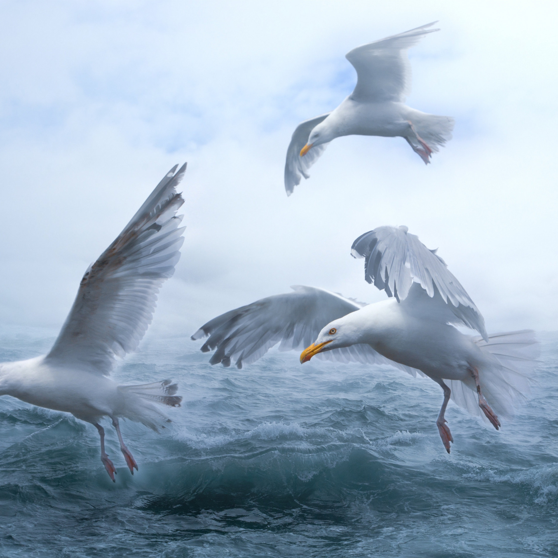 Seagulls above sea waves wallpaper 2224x2224