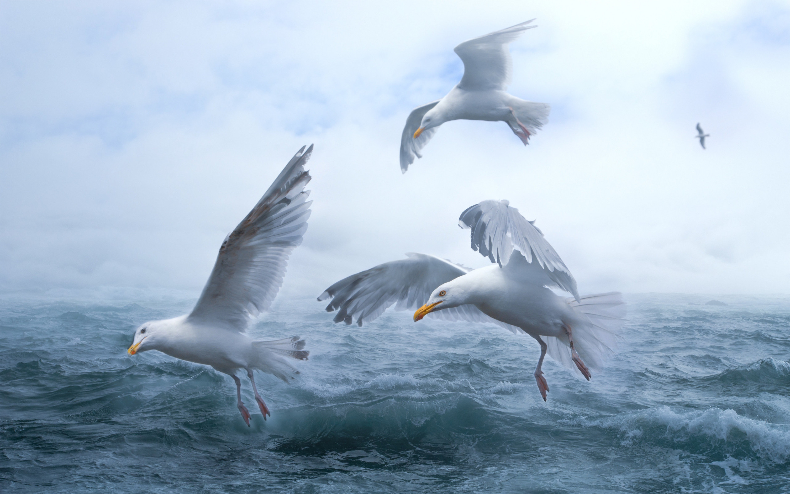 Seagulls above sea waves wallpaper 2560x1600