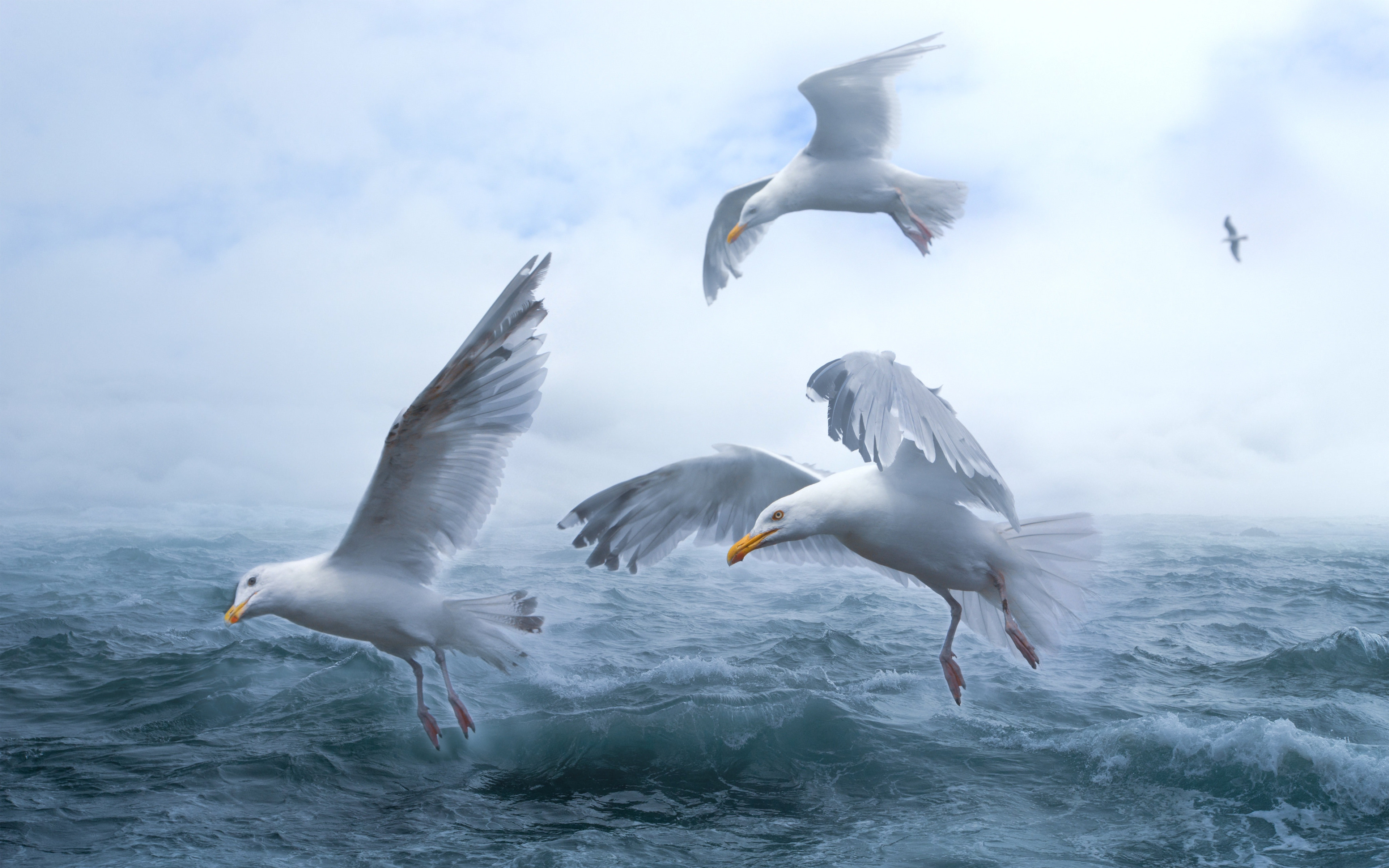 Seagulls above sea waves wallpaper 3840x2400