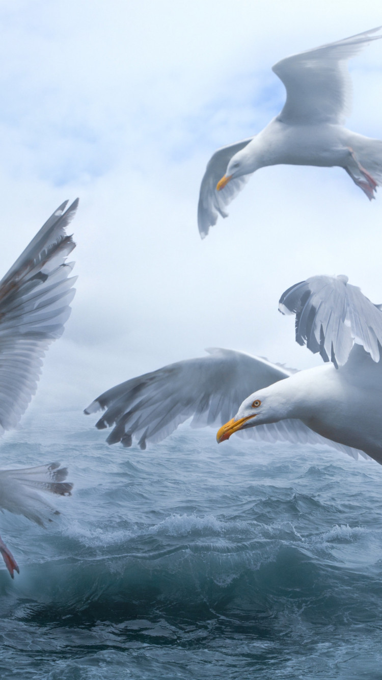 Seagulls above sea waves wallpaper 750x1334